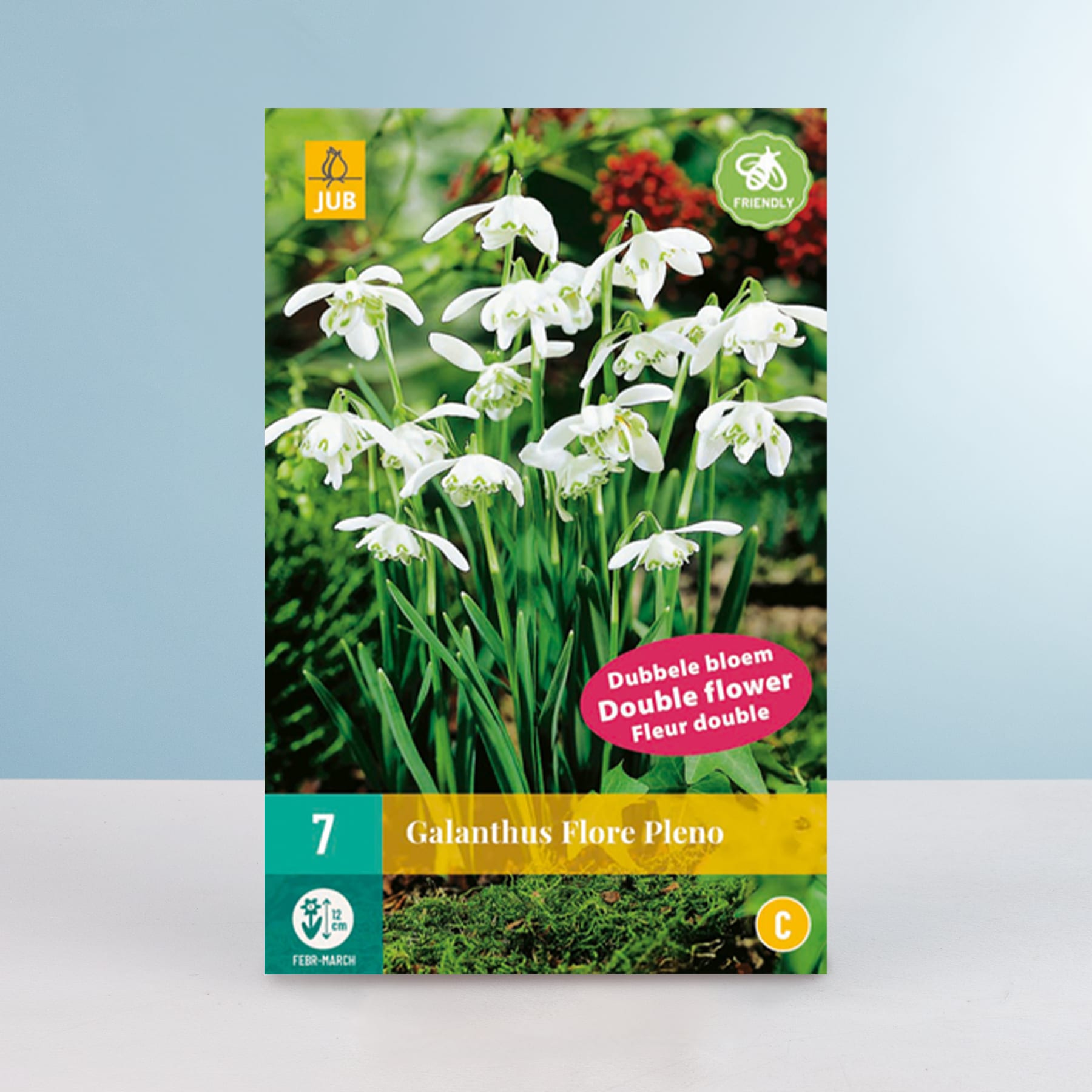 Das Bild zeigt ein Paket Galanthus Flore Pleno oder gefüllte Schneeglöckchen mit den Blüten in voller Blüte vor einem grünen und unscharfen Hintergrund.