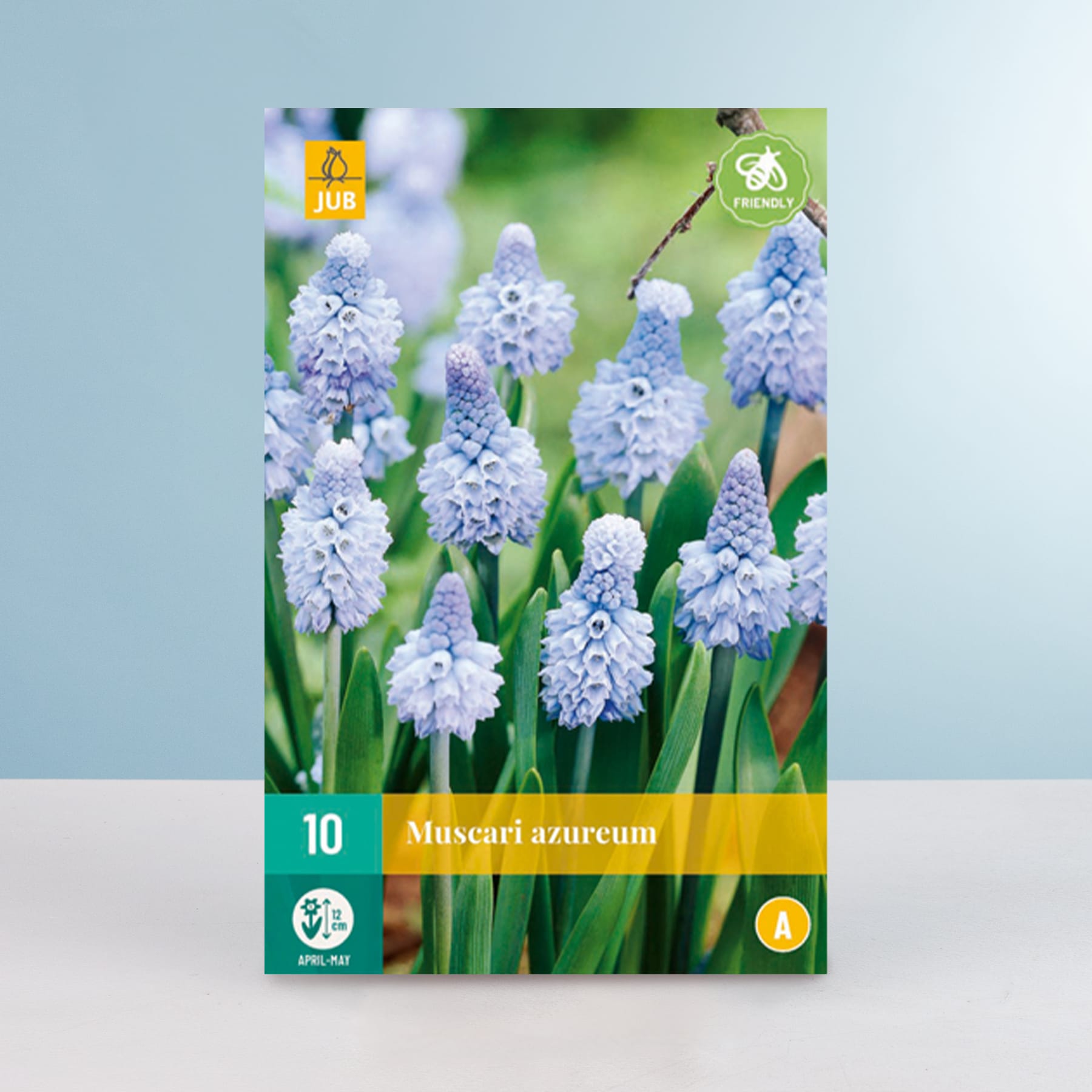 Das Bild zeigt eine Nahaufnahme mehrerer zarter, hellblauer Muscari azureum-Blüten, auch als Traubenhyazinthen bekannt, die inmitten üppiger grüner Blätter vor einem unscharfen, hellblauen Hintergrund wachsen.