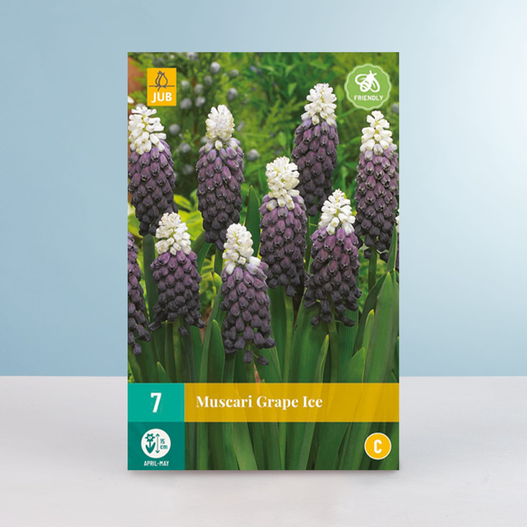 Das Bild zeigt eine Nahaufnahme mehrerer Traubenhyazinthenblüten, auch Muscari genannt, mit ihren charakteristischen violetten und weißen Blüten vor einem unscharfen grün-blauen Hintergrund.