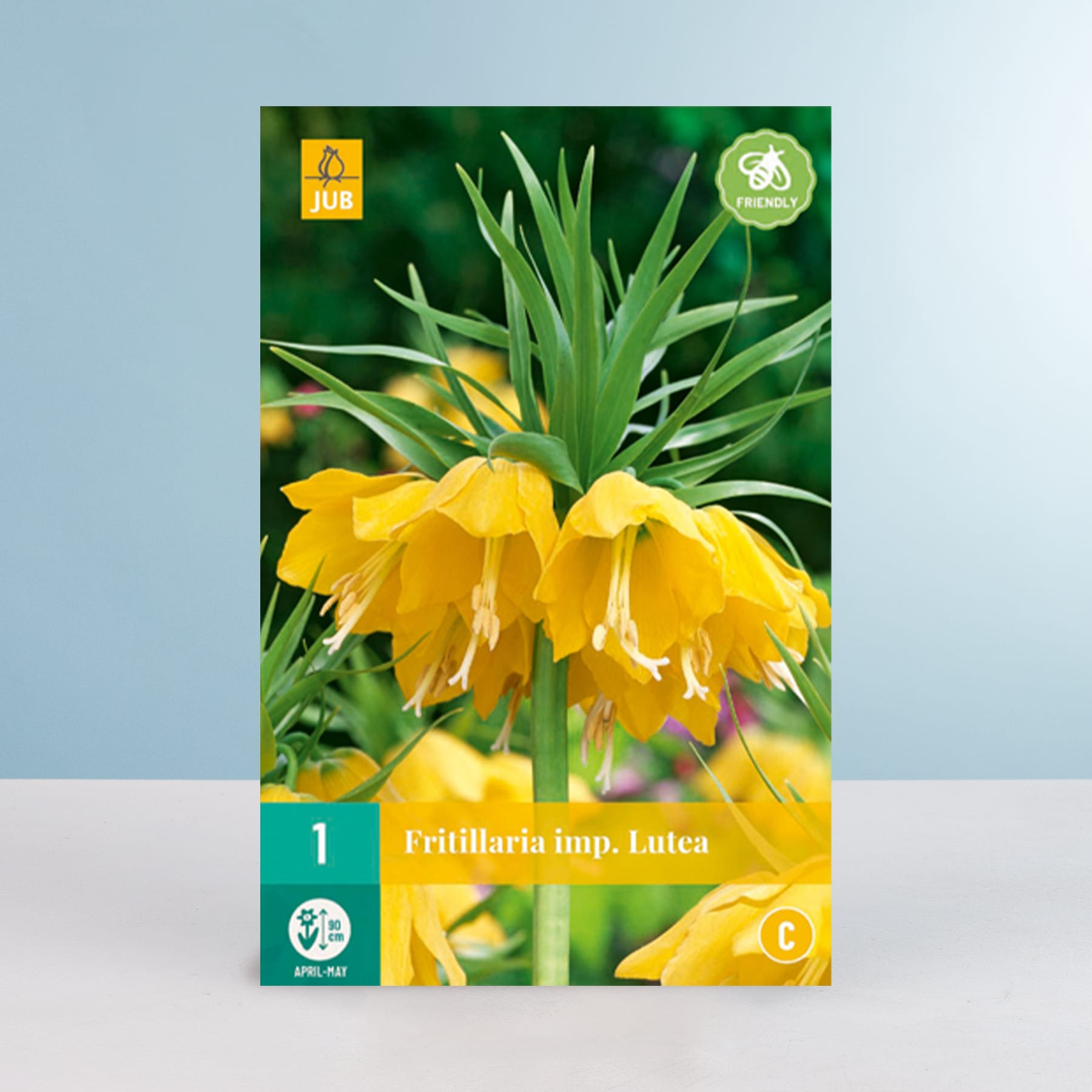 Das Bild zeigt eine Nahaufnahme mehrerer leuchtend gelber Fritillaria-Blüten mit grünem Laub vor einem unscharfen blaugrünen Hintergrund.