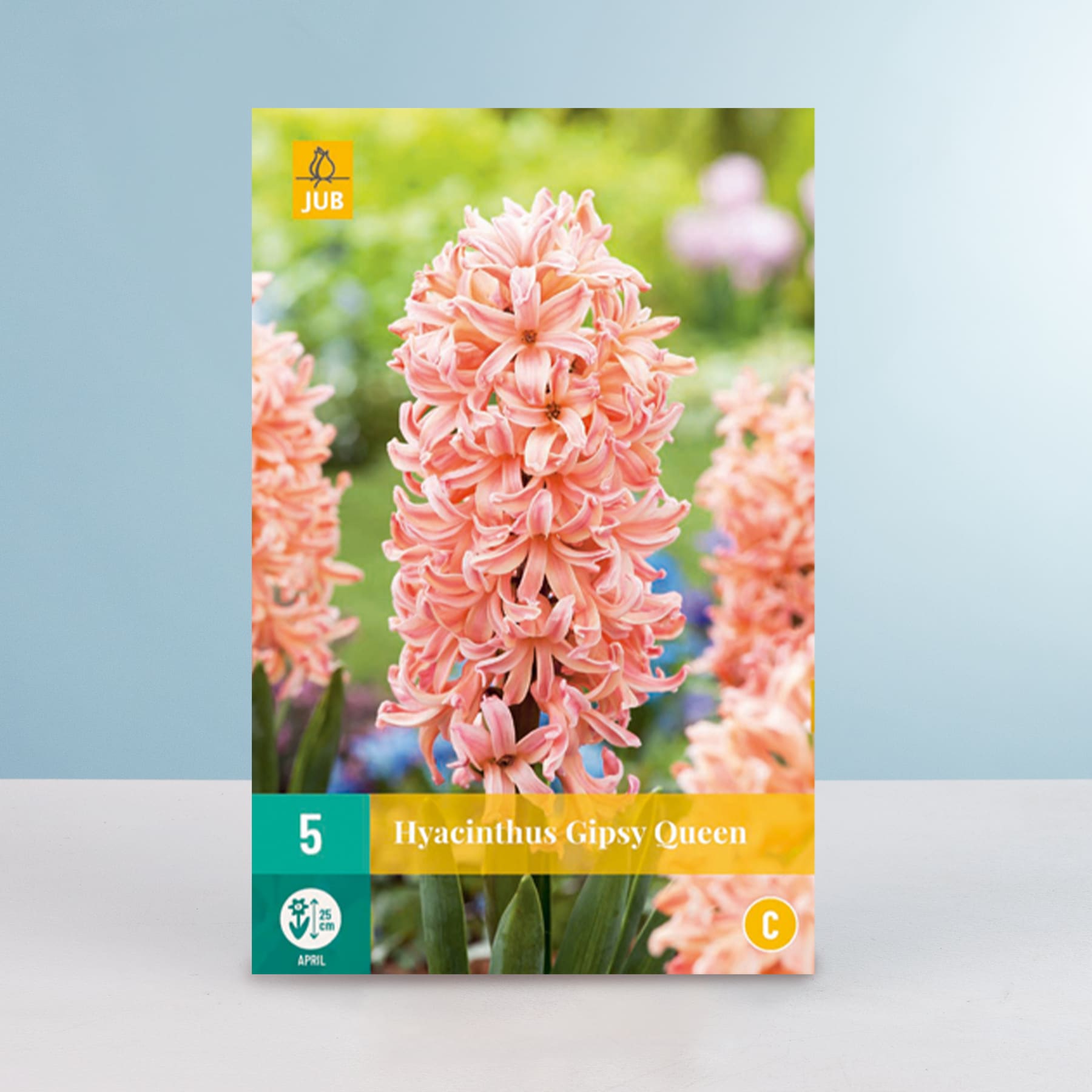 Das Bild zeigt eine Nahaufnahme mehrerer leuchtend rosa Hyazinthenblüten mit der Aufschrift „Hyacinthus Gipsy Queen“ im Vordergrund, vor einem unscharfen grün-blauen Hintergrund.