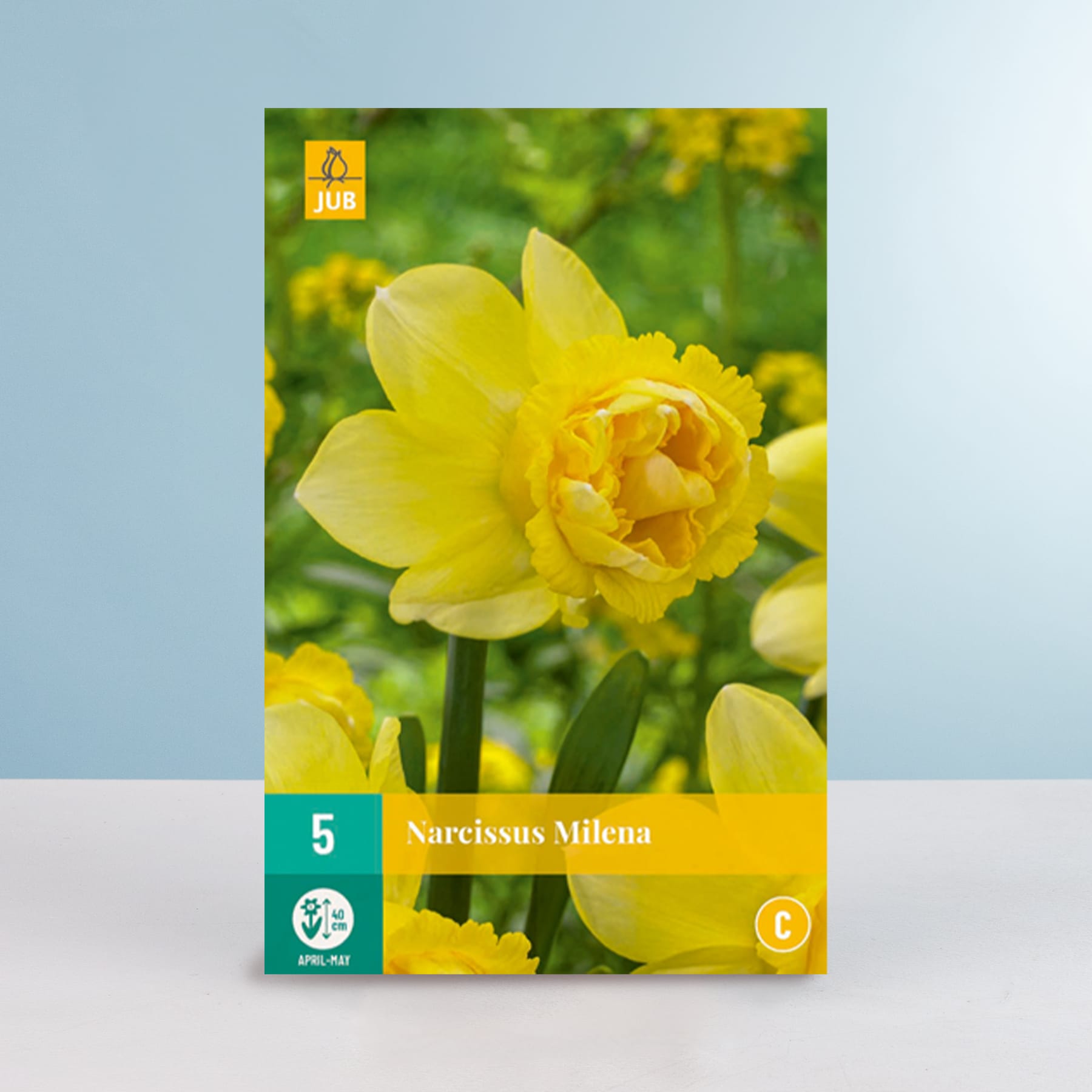 Eine leuchtend gelbe Narzissenblüte steht prominent im Vordergrund, umgeben von üppigem grünem Laub und einem unscharfen Hintergrund, wodurch eine ruhige und natürliche Szene entsteht.