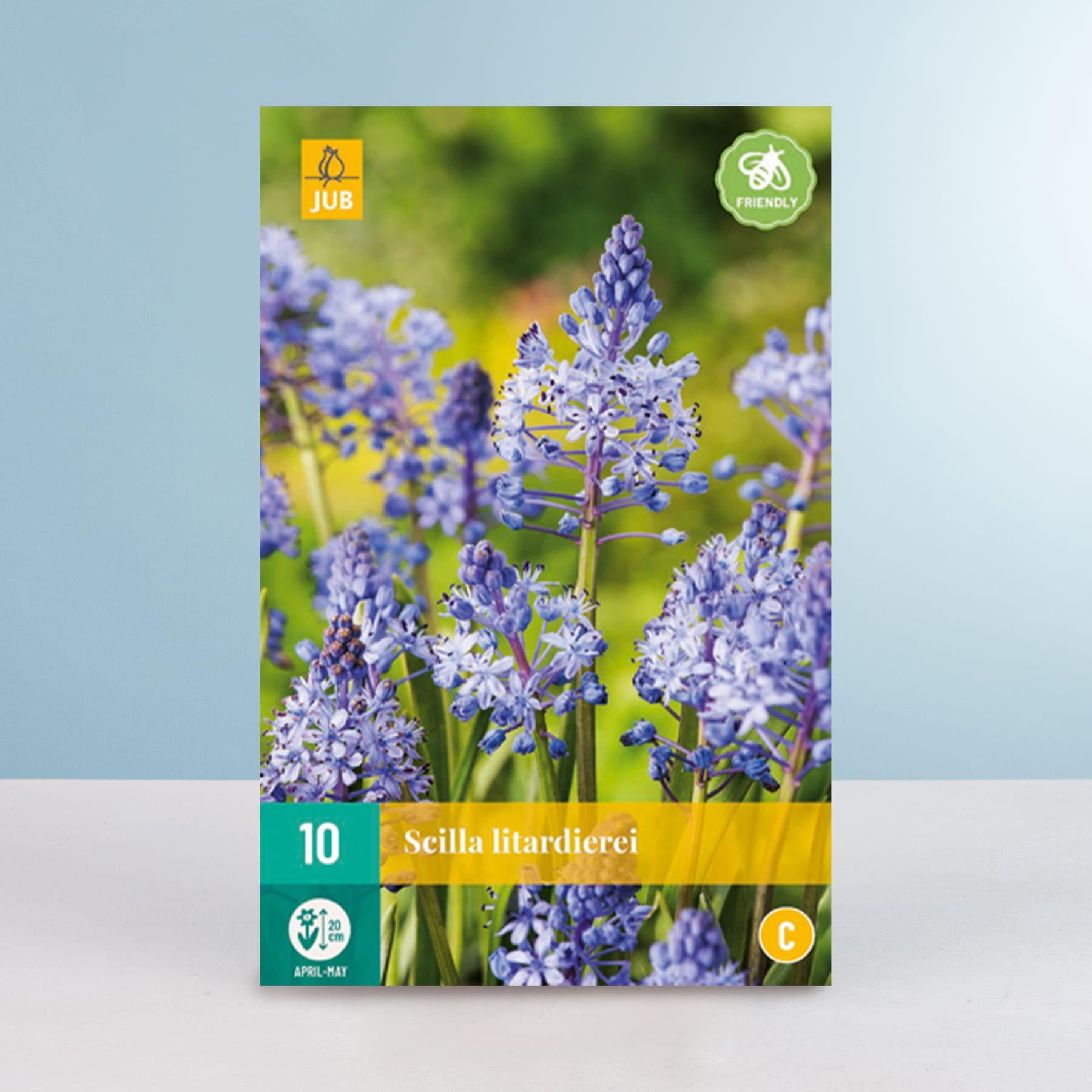 Das Bild zeigt eine Nahaufnahme mehrerer leuchtend violetter Blüten, wahrscheinlich Scilla Litardierei, vor einem unscharfen grün-blauen Hintergrund.