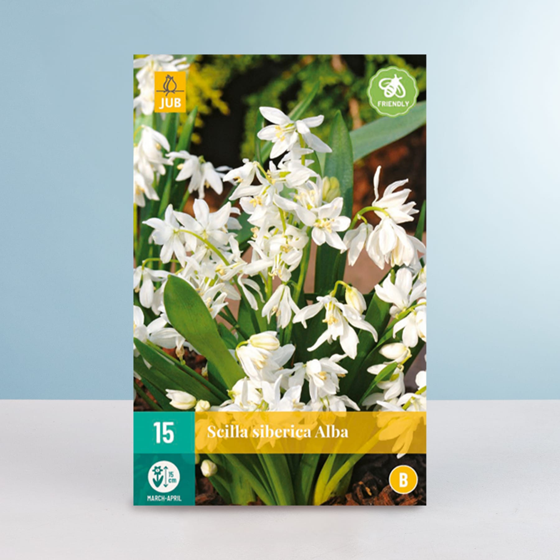 Das Bild zeigt eine Packung Zwiebeln der Sorte Scilla siberica Alba mit einer Nahaufnahme der zarten weißen Blüten, die vor einem unscharfen grün-blauen Hintergrund blühen.