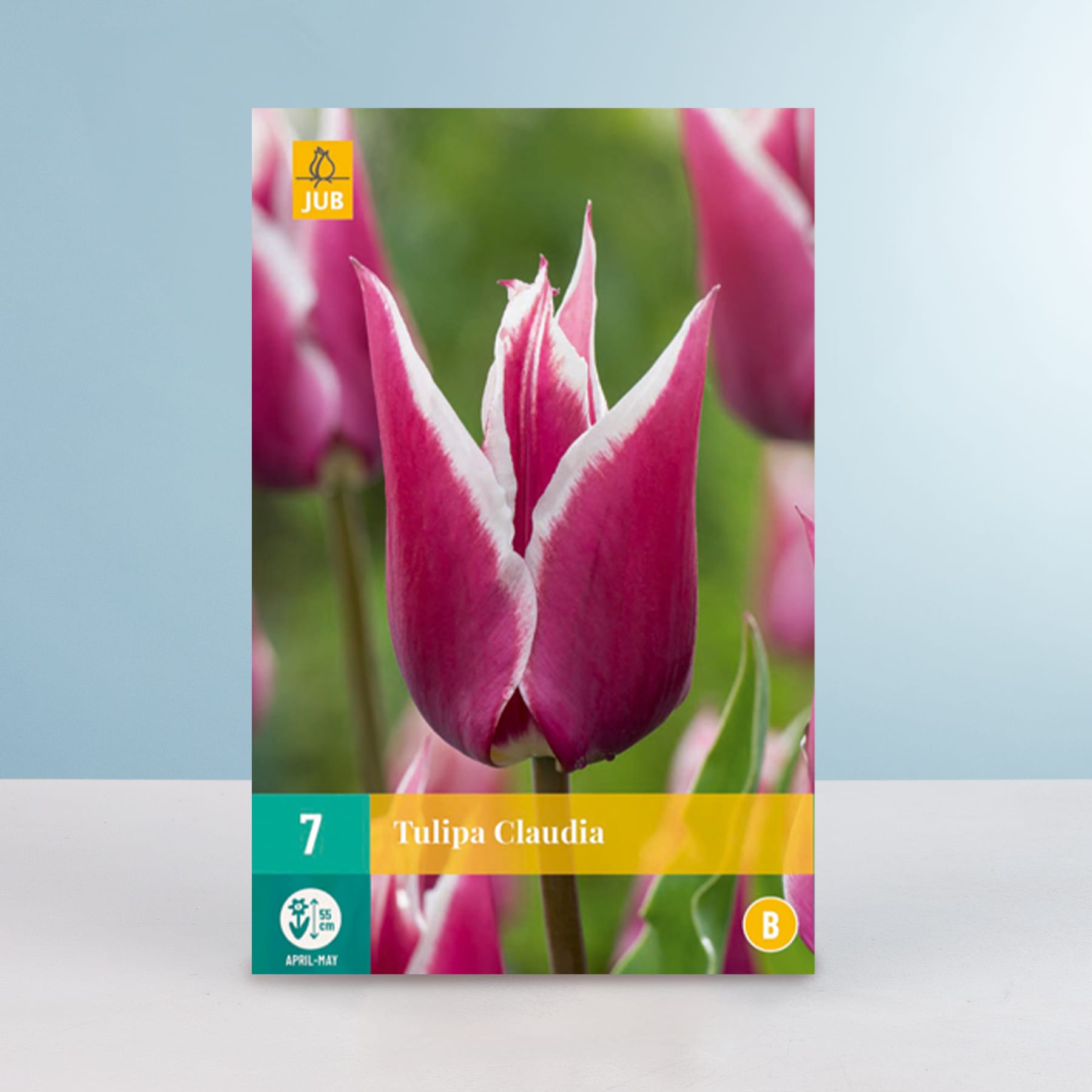 Das Bild zeigt eine Nahaufnahme einer leuchtend rosa Tulpe mit gelber Mitte vor einem unscharfen grün-blauen Hintergrund.