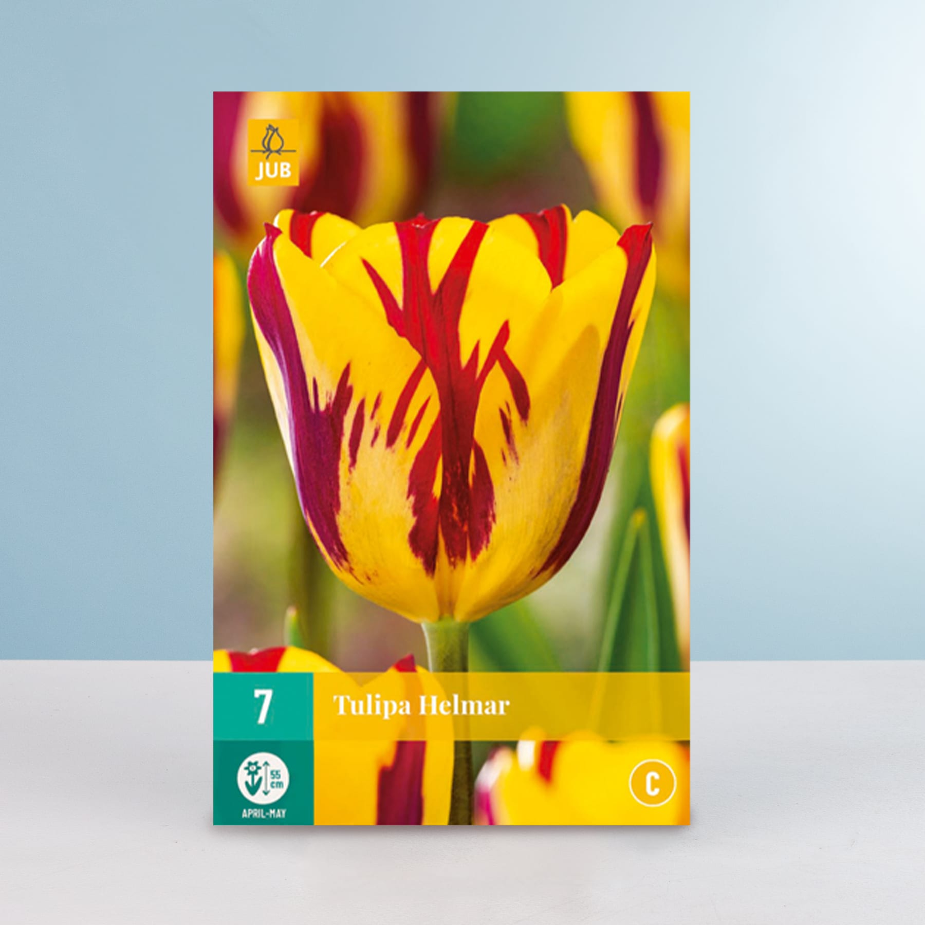 Eine leuchtend gelbe und rote Tulpenblüte sticht im Vordergrund hervor, während ein verschwommener grüner und blauer Hintergrund einen ruhigen Kontrast bildet.