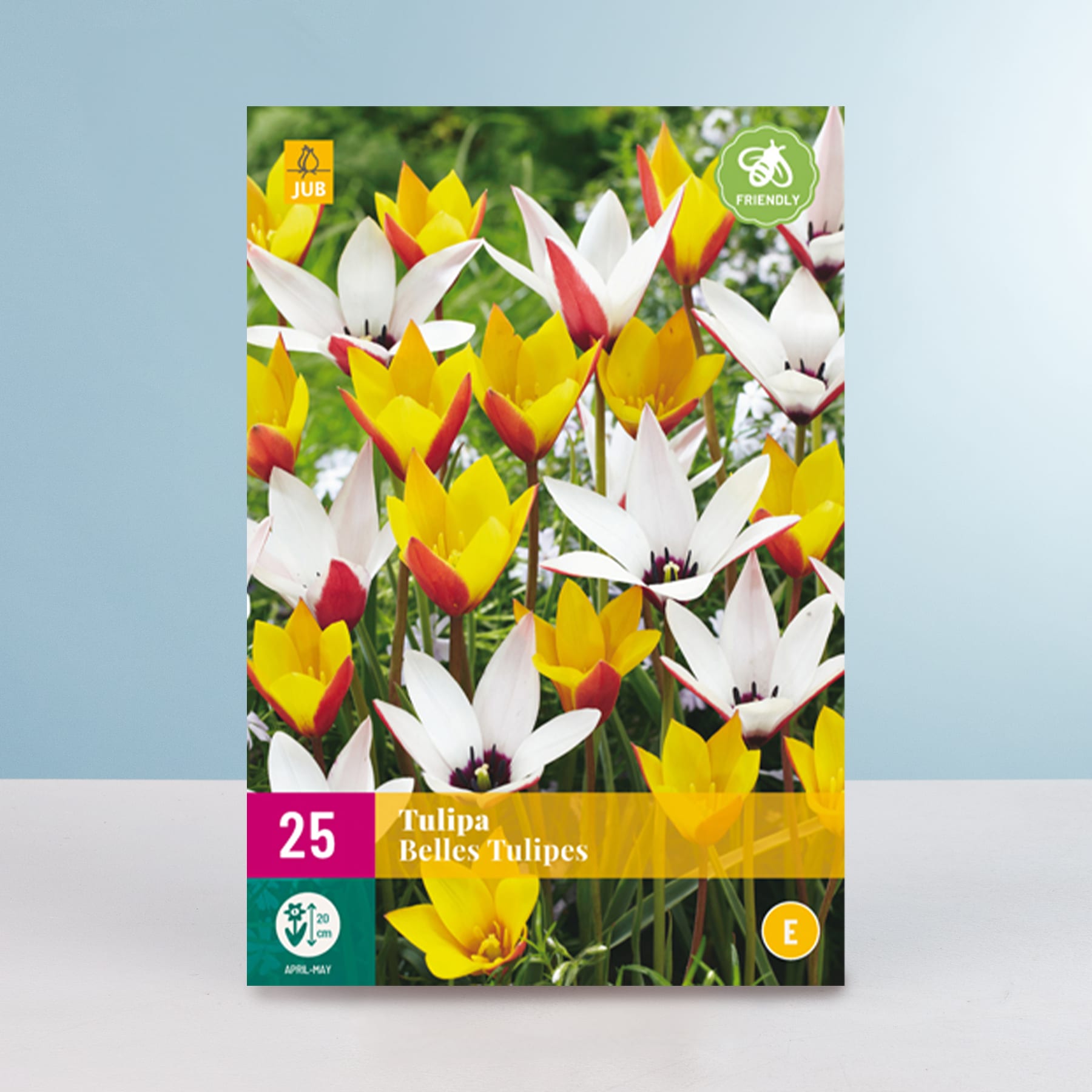Das Bild zeigt eine farbenfrohe Anordnung von Tulpen in verschiedenen Gelb-, Weiß- und Rottönen vor einem unscharfen grünen Hintergrund, mit einem Etikett, das die Sorte als „Belle-Tulpen“ angibt.