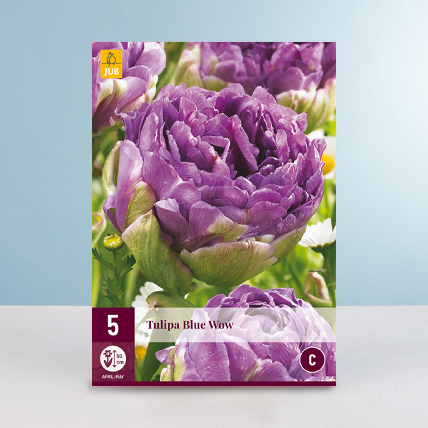 Das Bild zeigt eine Nahaufnahme mehrerer leuchtend violetter Tulpenblüten mit üppigen, samtigen Blütenblättern vor einem weichen, blaugrünen Hintergrund.