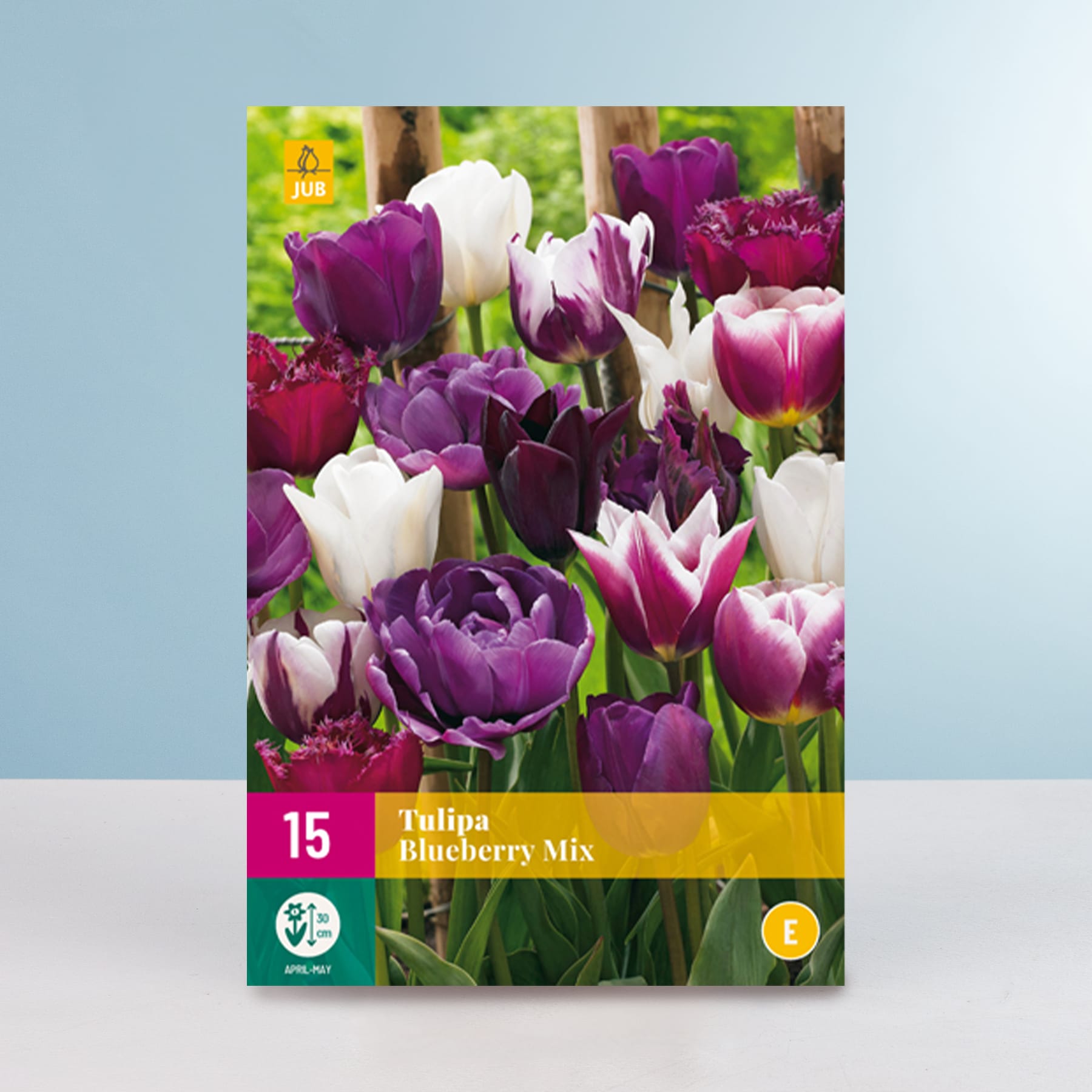 Eine leuchtende Pracht violetter und weißer Tulpen in einer Gartenkulisse mit einem verschwommenen grünen Hintergrund, der eine üppige, natürliche Umgebung suggeriert.