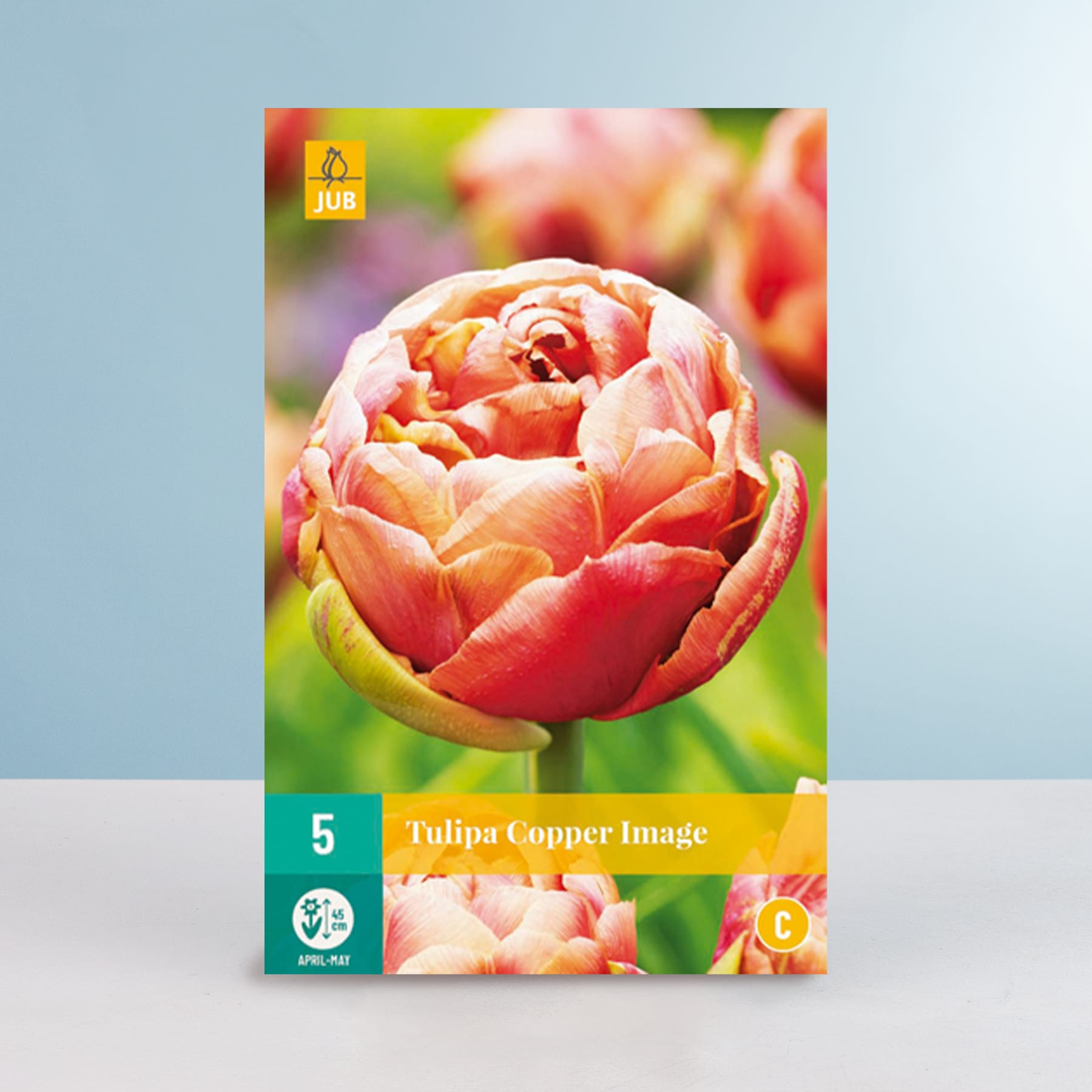Eine lebendige Nahaufnahme einer Tulpenblüte in voller Blüte mit zarten Blütenblättern in Orange- und Rottönen vor einem unscharfen, grünen Hintergrund.