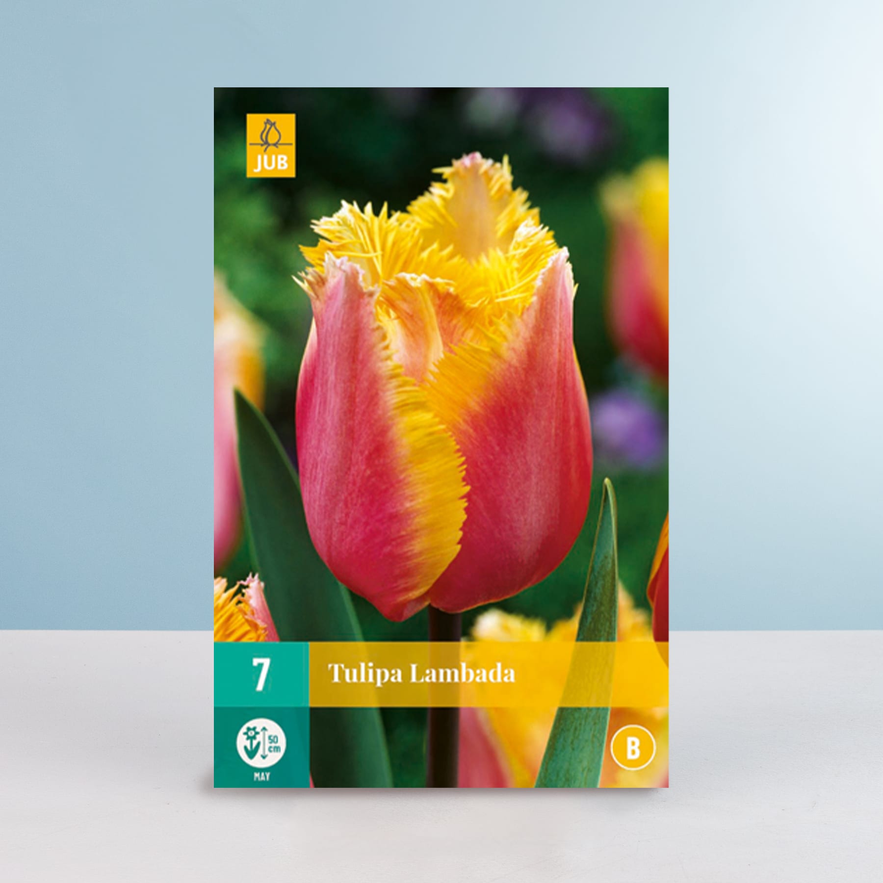 Eine leuchtende Tulpe mit gelben und roten Blütenblättern sticht vor einem verschwommenen grün-blauen Hintergrund hervor.