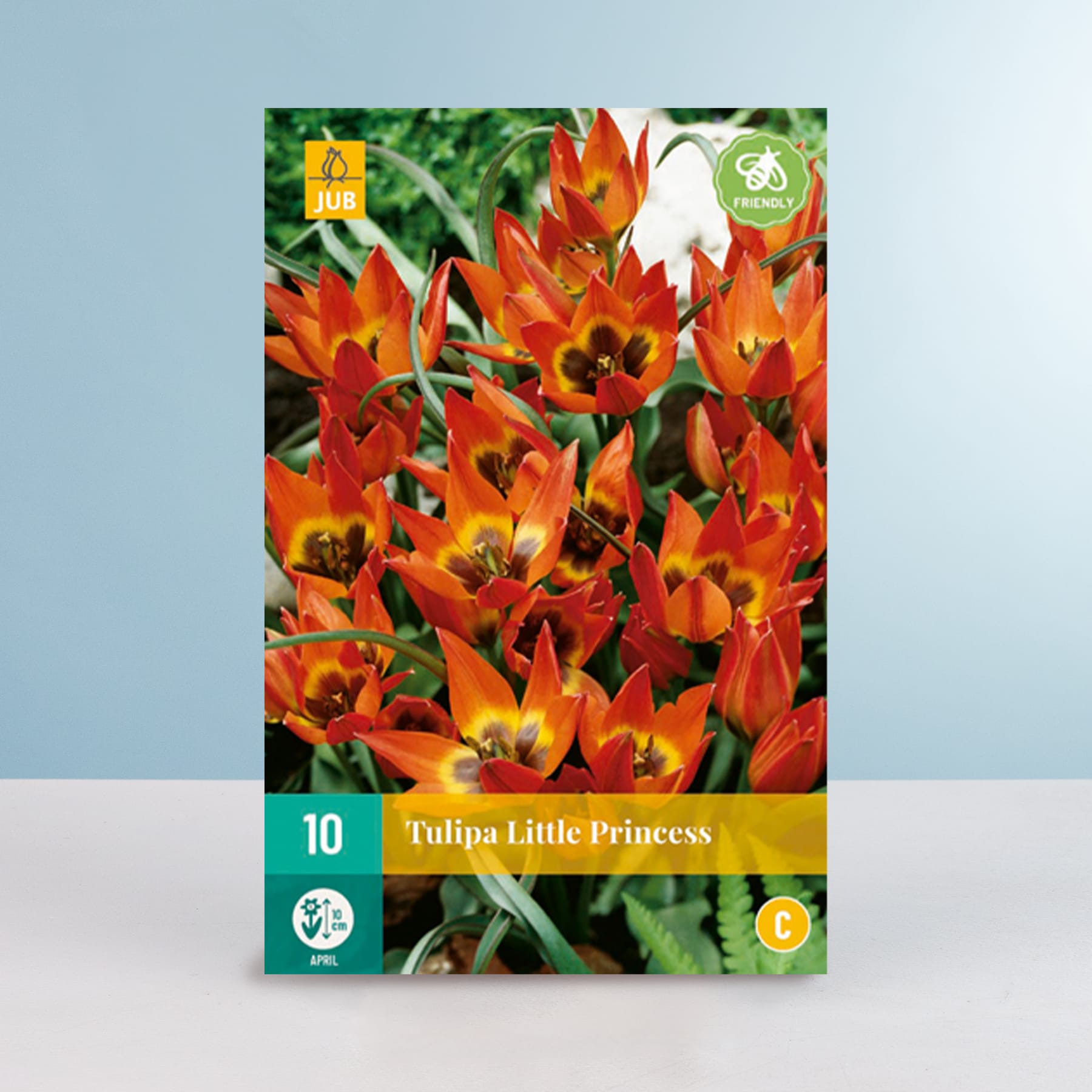 Das Bild zeigt eine Nahaufnahme leuchtend orangefarbener Tulpen mit gelber Mitte, umgeben von üppigem grünem Laub vor einem hellblauen Hintergrund.