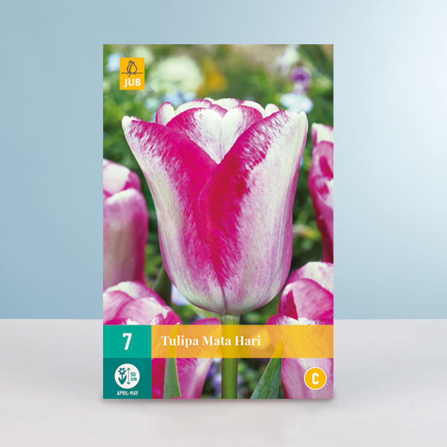 Das Bild zeigt im Vordergrund eine leuchtend rosa und weiße Tulpenblüte mit einem unscharfen grün-blauen Hintergrund.