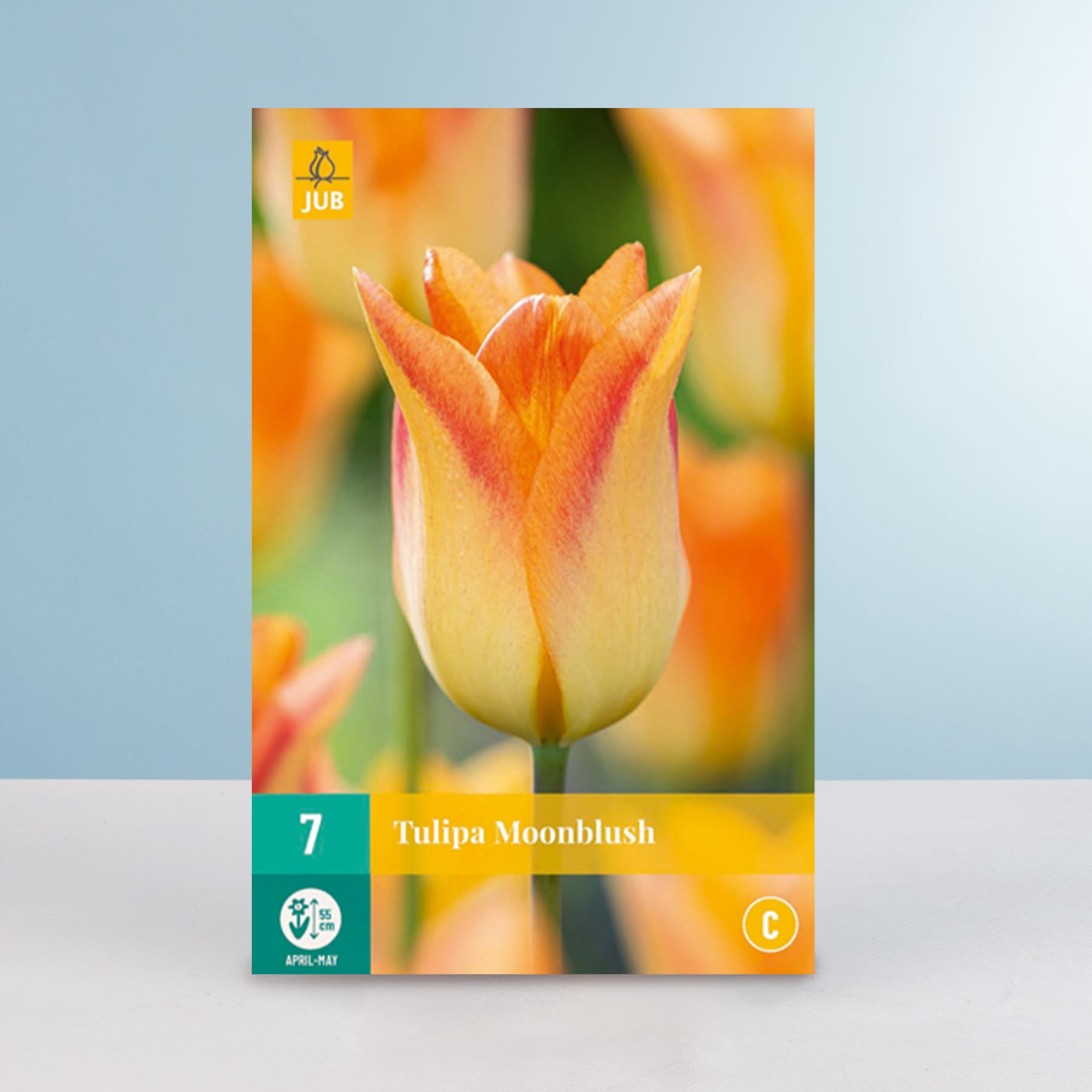 Das Bild zeigt eine leuchtende Tulpe in Orange- und Gelbtönen mit einem weichen, unscharfen Hintergrund in einem hellblauen Farbton.