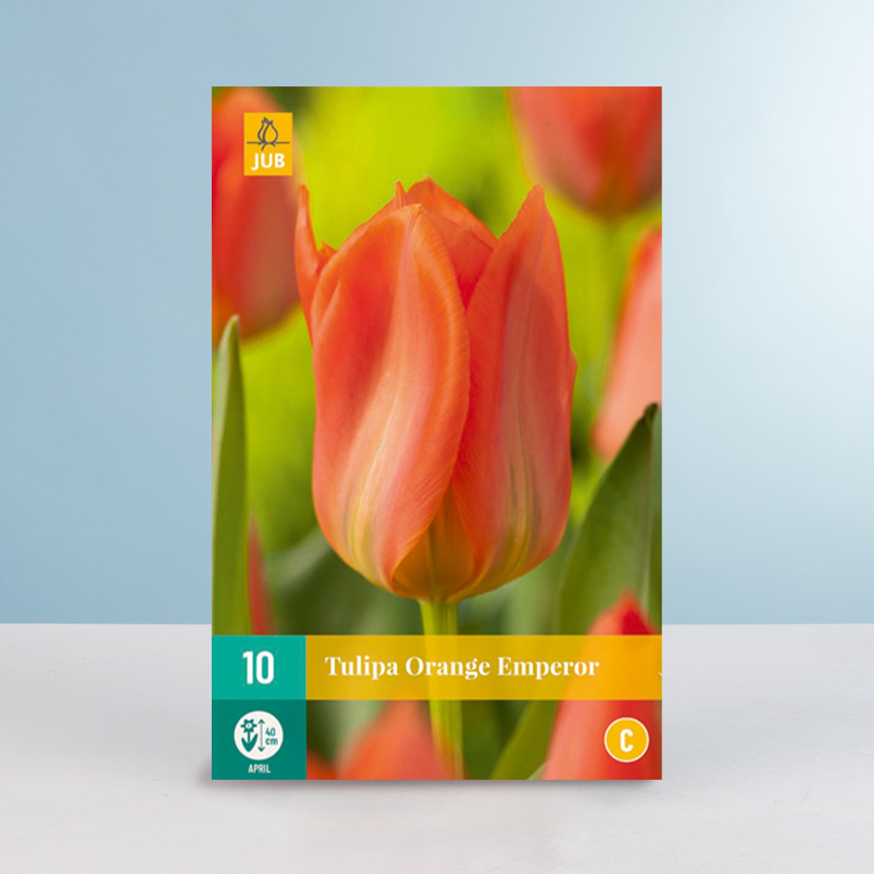Leuchtend orangefarbene Tulpen mit grünem Laub vor einem sanften blauen Hintergrund, die die Schönheit und Eleganz der Tulpensorte Orange Emperor zur Schau stellen.