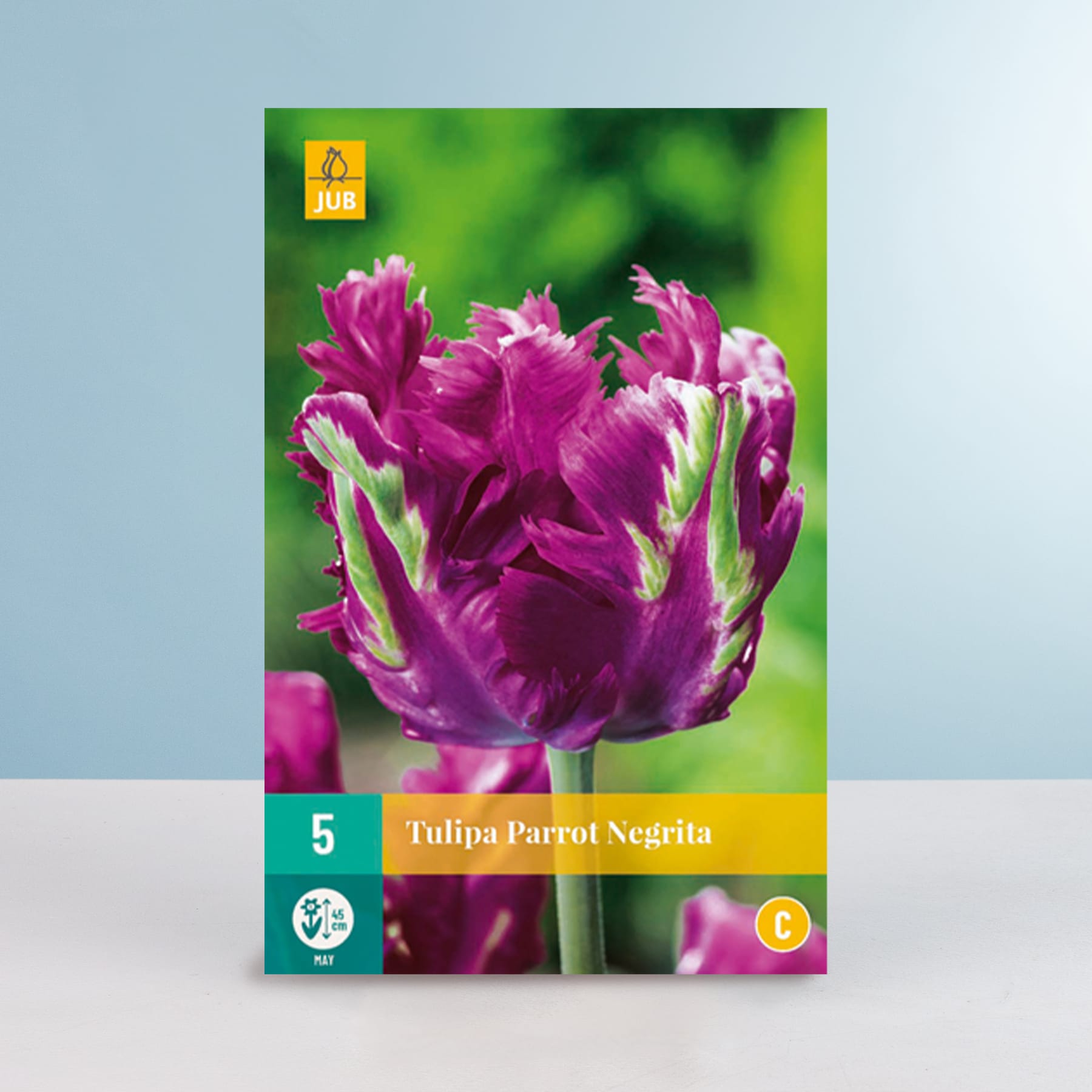 Das Bild zeigt eine leuchtend violette Tulpe mit zarten, federartigen Blütenblättern vor einem unscharfen, grünen Hintergrund. Die Tulpe trägt die Bezeichnung „Tulipa Parrot Negrita“.