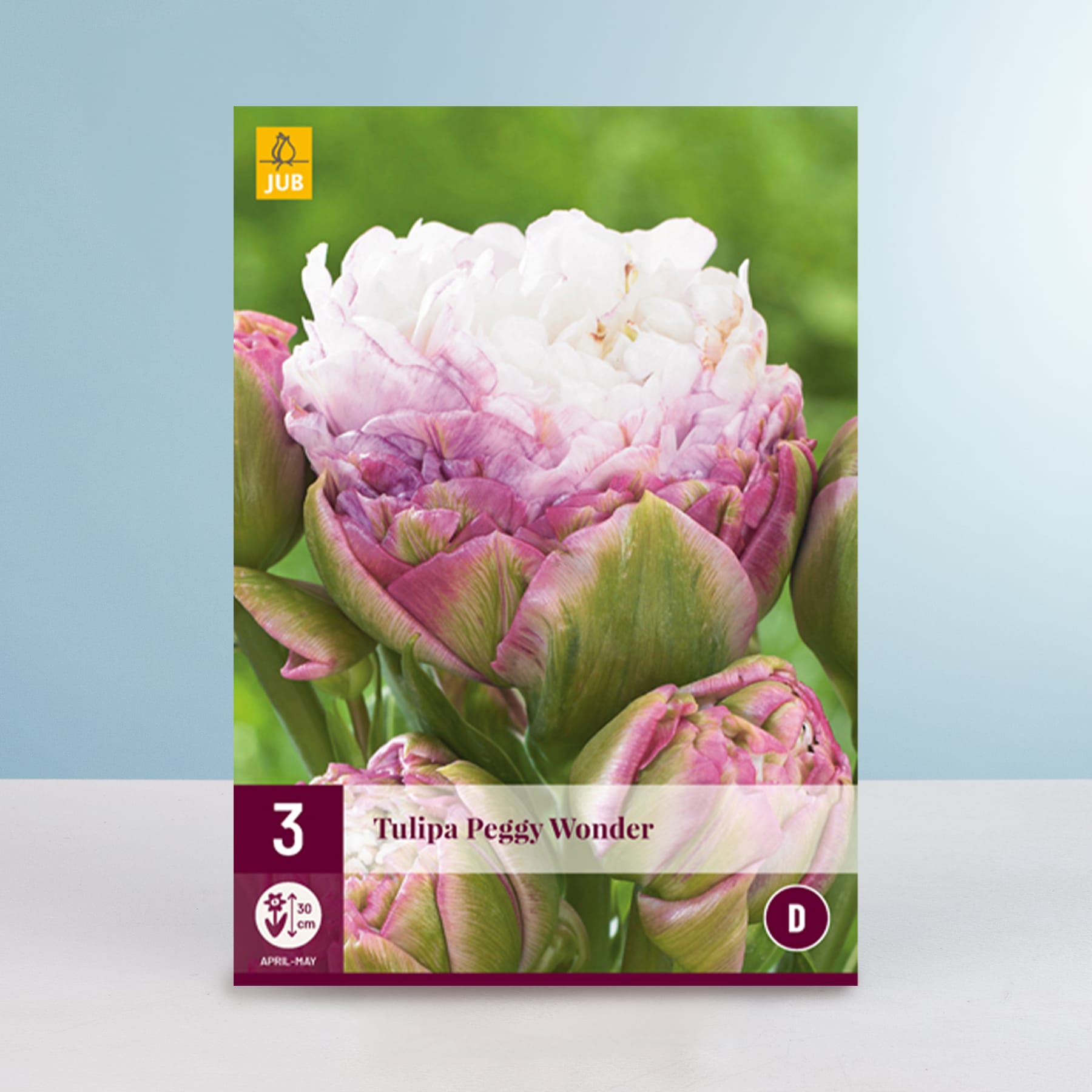 Das Bild zeigt eine Nahaufnahme mehrerer leuchtend rosa und weißer Tulpenblüten vor einem unscharfen grünen Hintergrund.