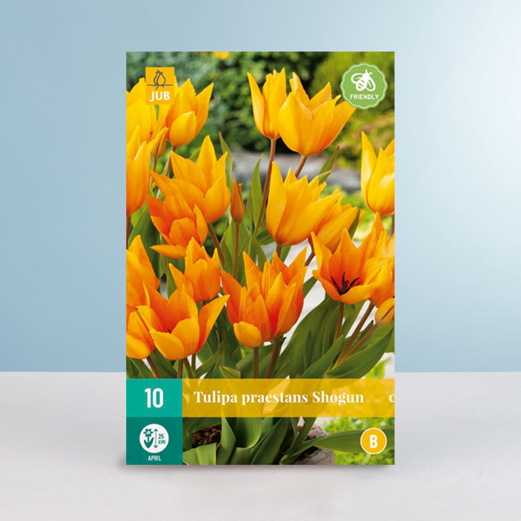 Leuchtend orangefarbene Tulpen mit grünem Laub auf hellblauem Hintergrund, mit einem Etikett, auf dem die Tulpensorte als „Tulipa praestans Shogun“ angegeben ist.