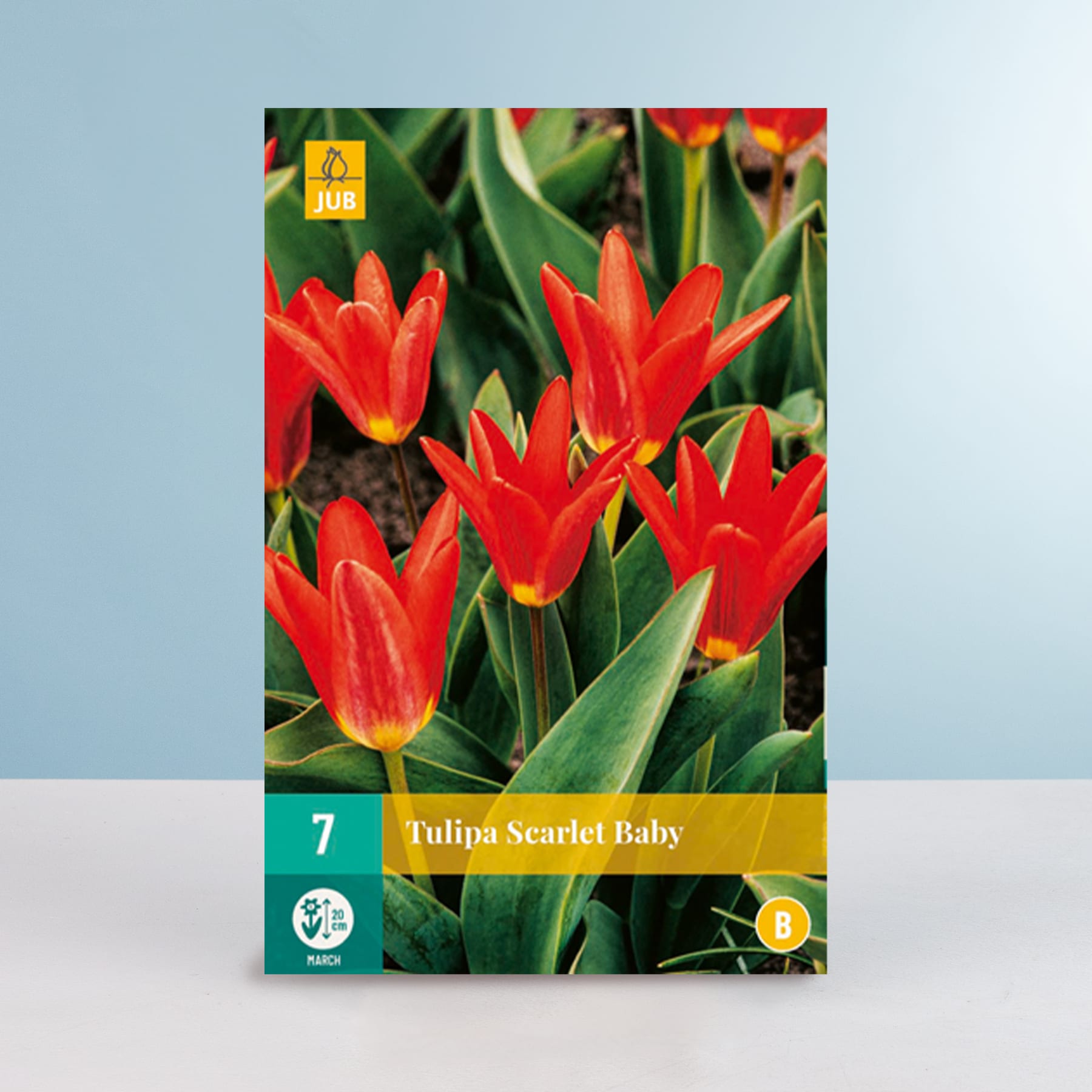 Leuchtend rote Tulpen mit grünen Blättern auf hellblauem Hintergrund, begleitet von einem Etikett, das die Sorte als „Tulipa Scarlet Baby“ ausweist.