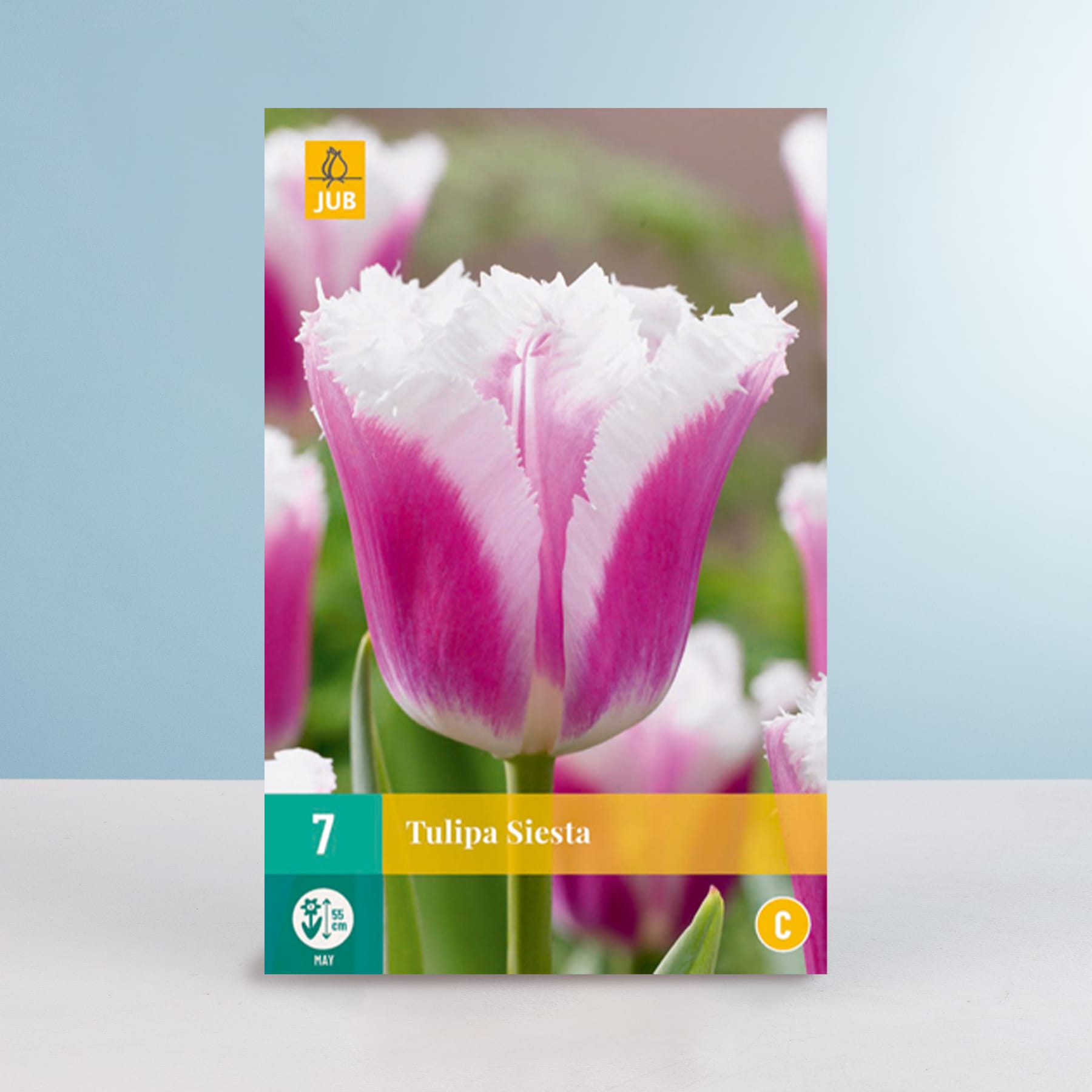 Das Bild zeigt im Vordergrund eine leuchtend rosa und weiße Tulpe mit einem unscharfen grün-blauen Hintergrund.