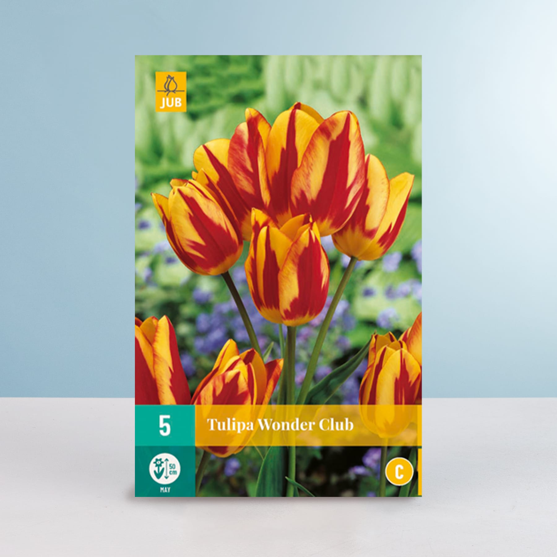 Leuchtend rote und gelbe Tulpen ragen hoch vor einem verschwommenen grünen Hintergrund empor und zeigen die Schönheit und Lebendigkeit der Sorte Tulipa Wonder Club.
