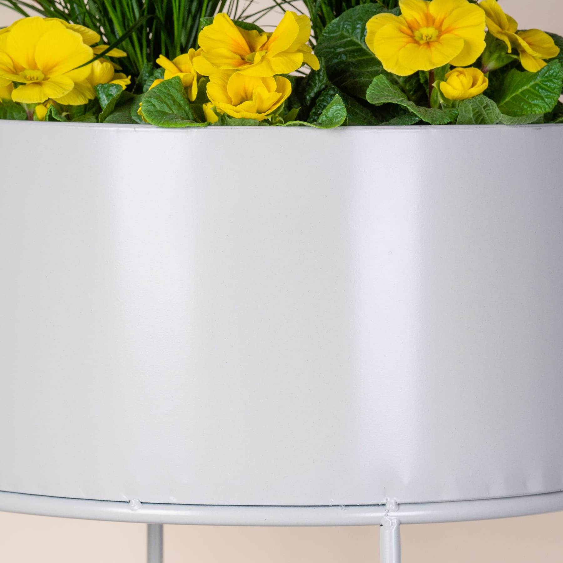 Leuchtend gelbe Primelblüten blühen inmitten üppiger grüner Blätter vor einem schlichten weißen Hintergrund.