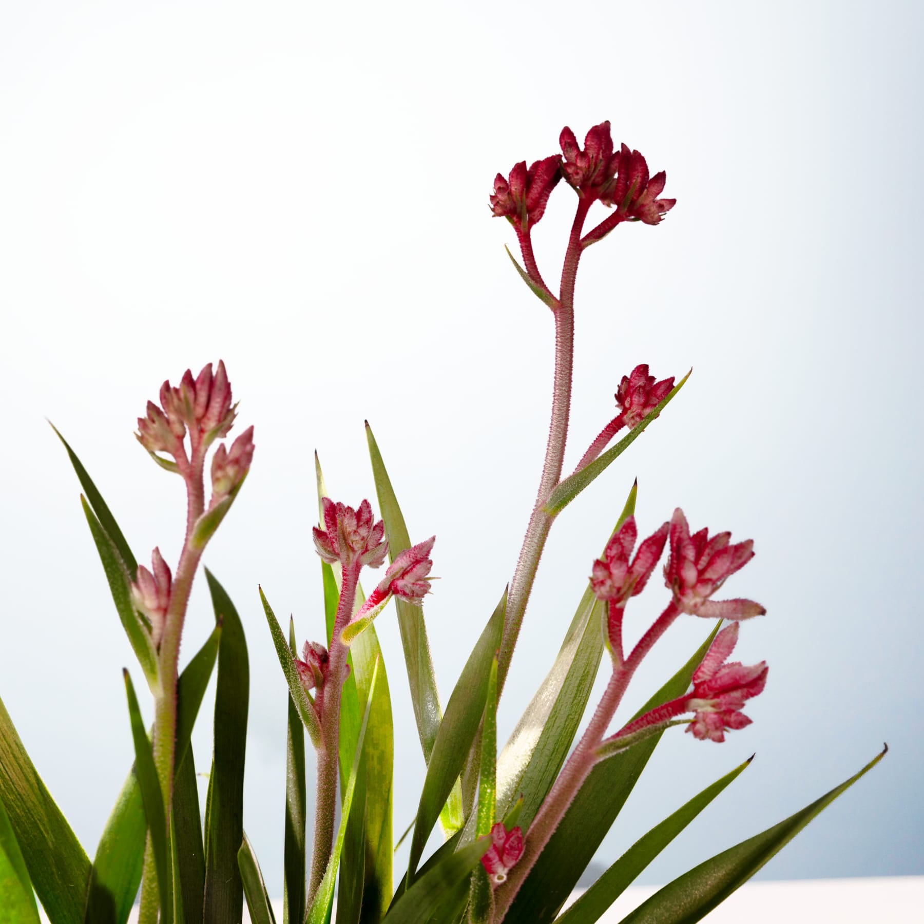 Das Bild zeigt leuchtend rote Blüten mit langen, schlanken Stielen, die aus üppigem grünem Laub vor einem schlichten, hellen Hintergrund hervortreten.