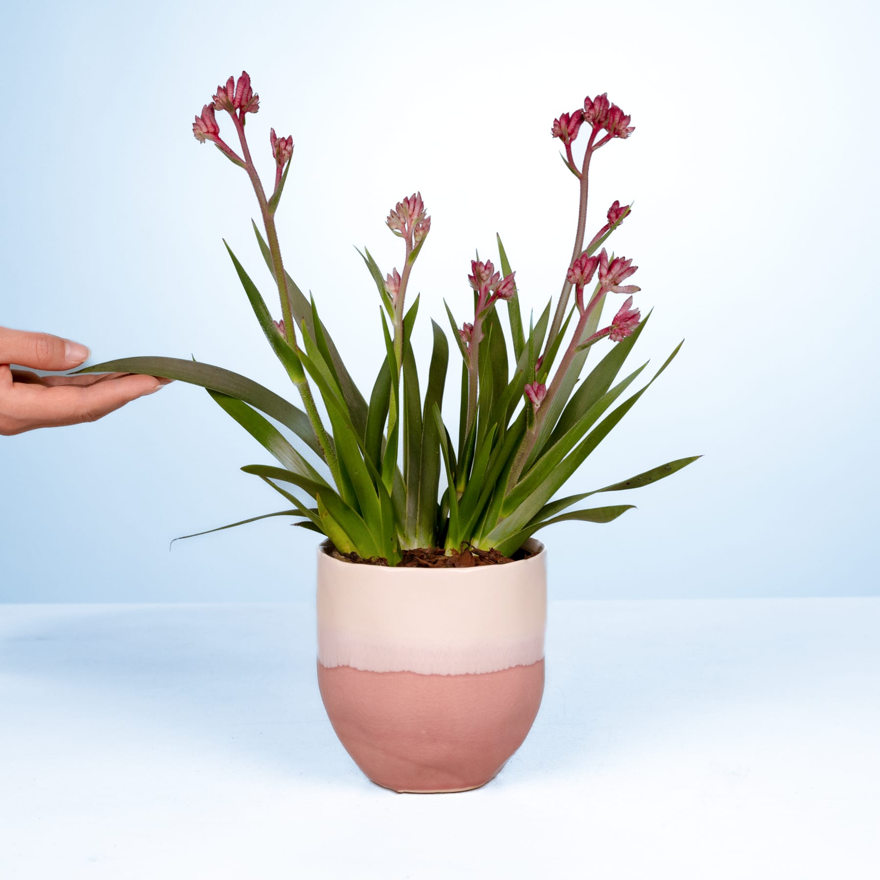 Eine Topfpflanze mit leuchtend roten Blüten und grünen Blättern steht vor einem schlichten weißen Hintergrund, und eine Hand streckt sich hinein, um die Pflanze zu berühren.