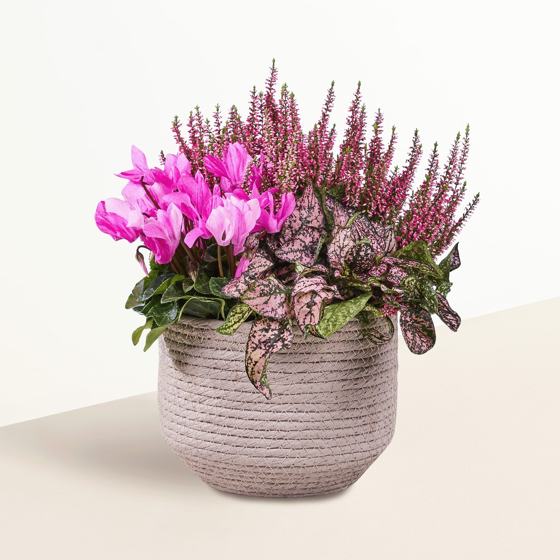 Ein farbenfrohes Arrangement aus rosa Alpenveilchenblüten und violetten Heidepflanzen in einem strukturierten Keramiktopf vor einem schlichten Hintergrund.