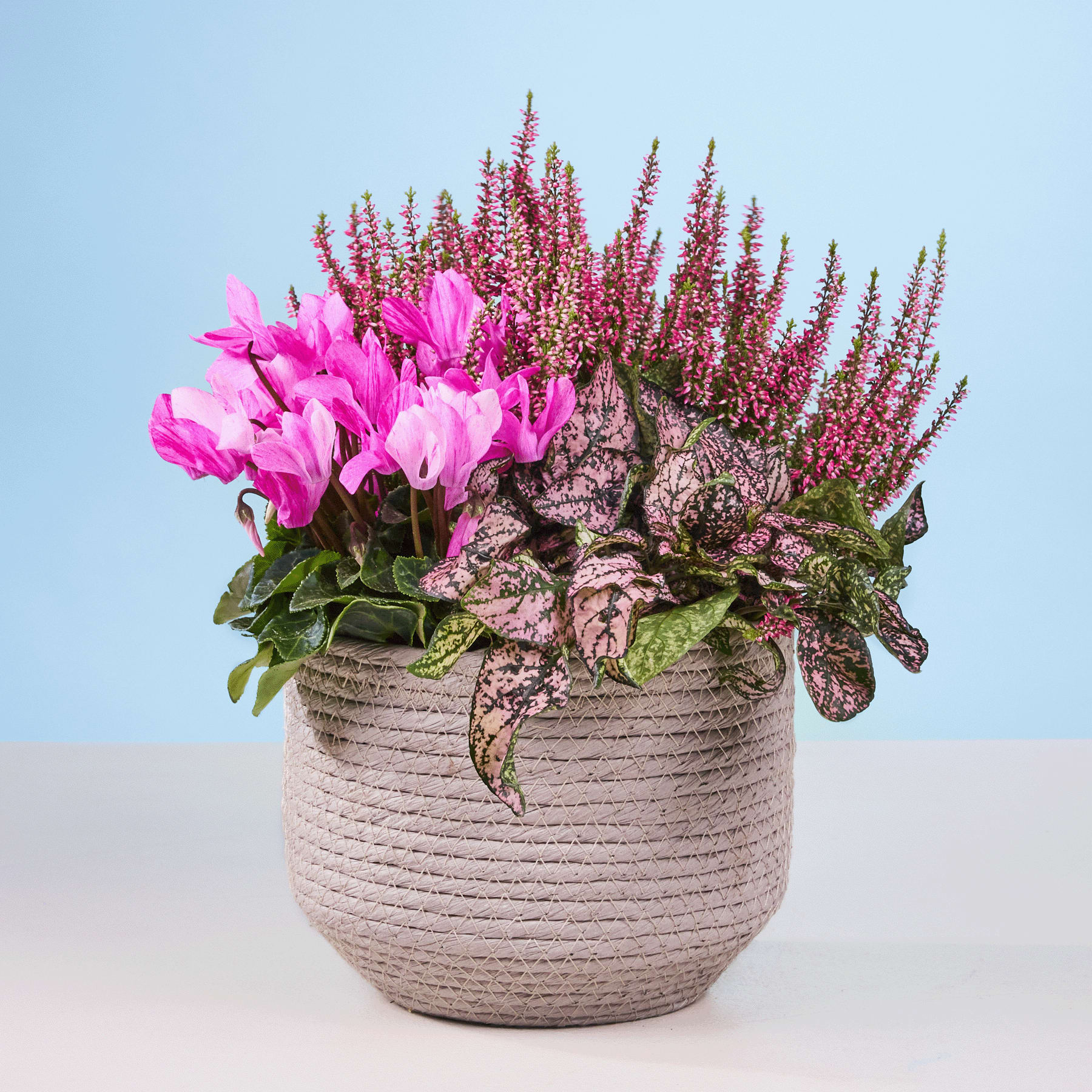 Ein lebendiges Arrangement aus rosa Alpenveilchenblüten und violetten Heidepflanzen in einem strukturierten Keramiktopf vor einem schlichten Hintergrund.