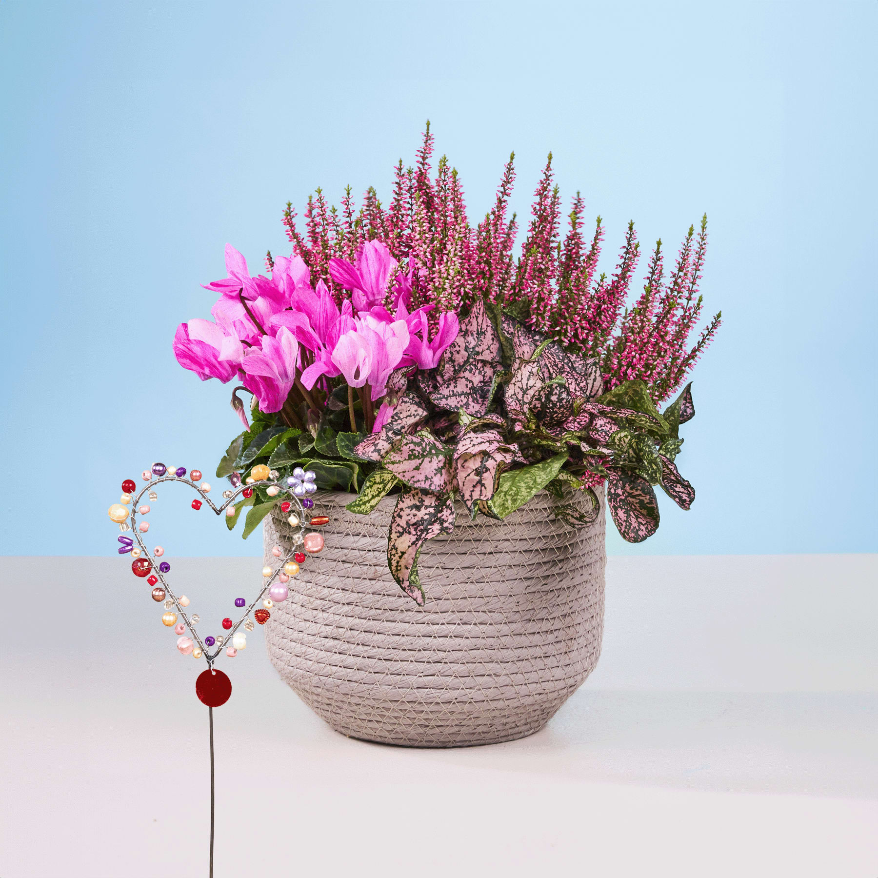 Ein farbenfrohes Arrangement aus rosa Alpenveilchenblüten, violettem Heidekraut und anderen Grünpflanzen in einem strukturierten Keramiktopf steht vor einem schlichten blauen Hintergrund.