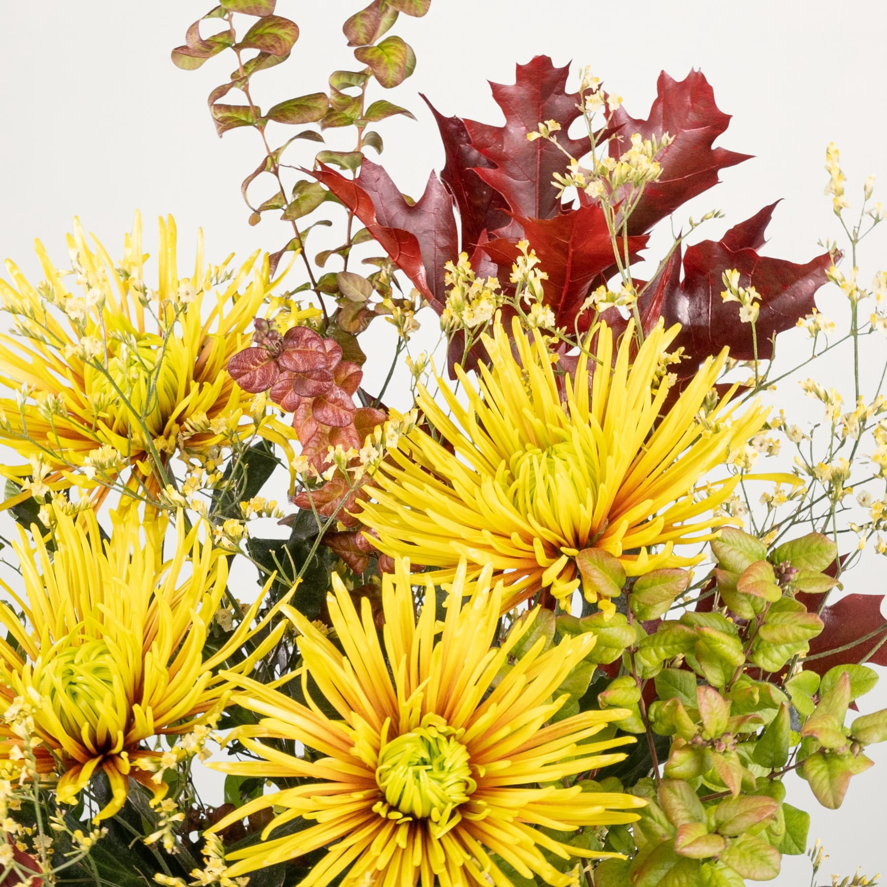 Leuchtend gelbe Chrysanthemen, umgeben von üppigen roten Ahornblättern und anderem Herbstlaub vor einem schlichten weißen Hintergrund.