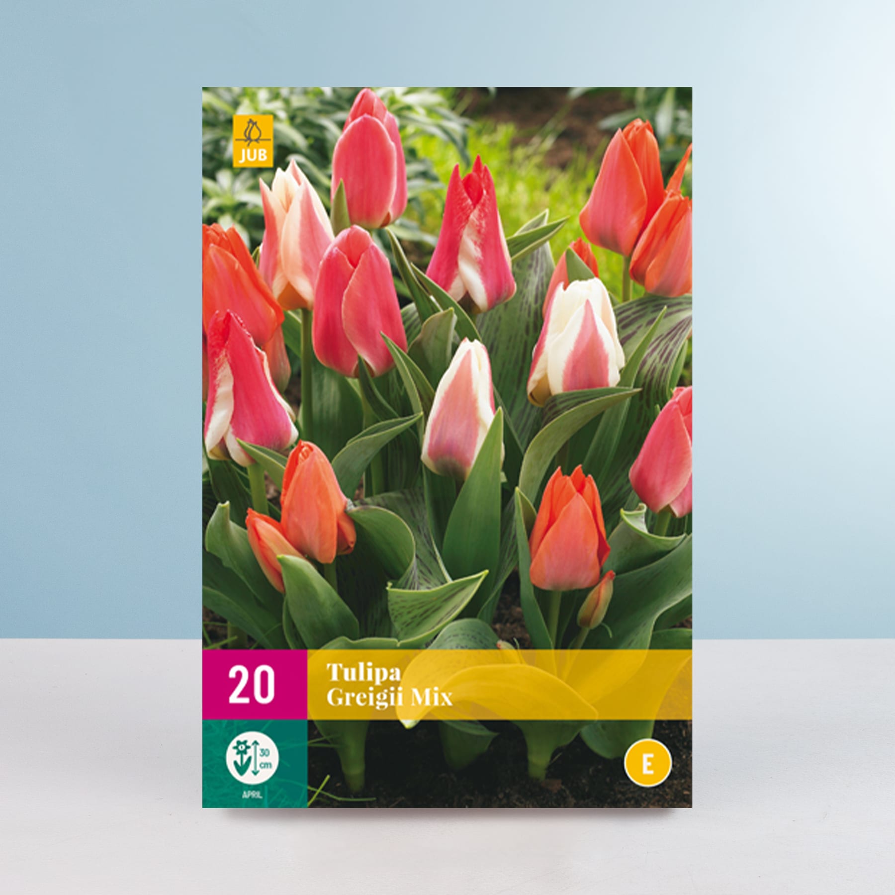 Das Bild zeigt eine Nahaufnahme einer Gruppe leuchtend roter und rosa Tulpenblüten in einer Gartenumgebung mit einem Etikett, das darauf hinweist, dass es sich um die Sorte „Tulipa Orchid Mix“ handelt.