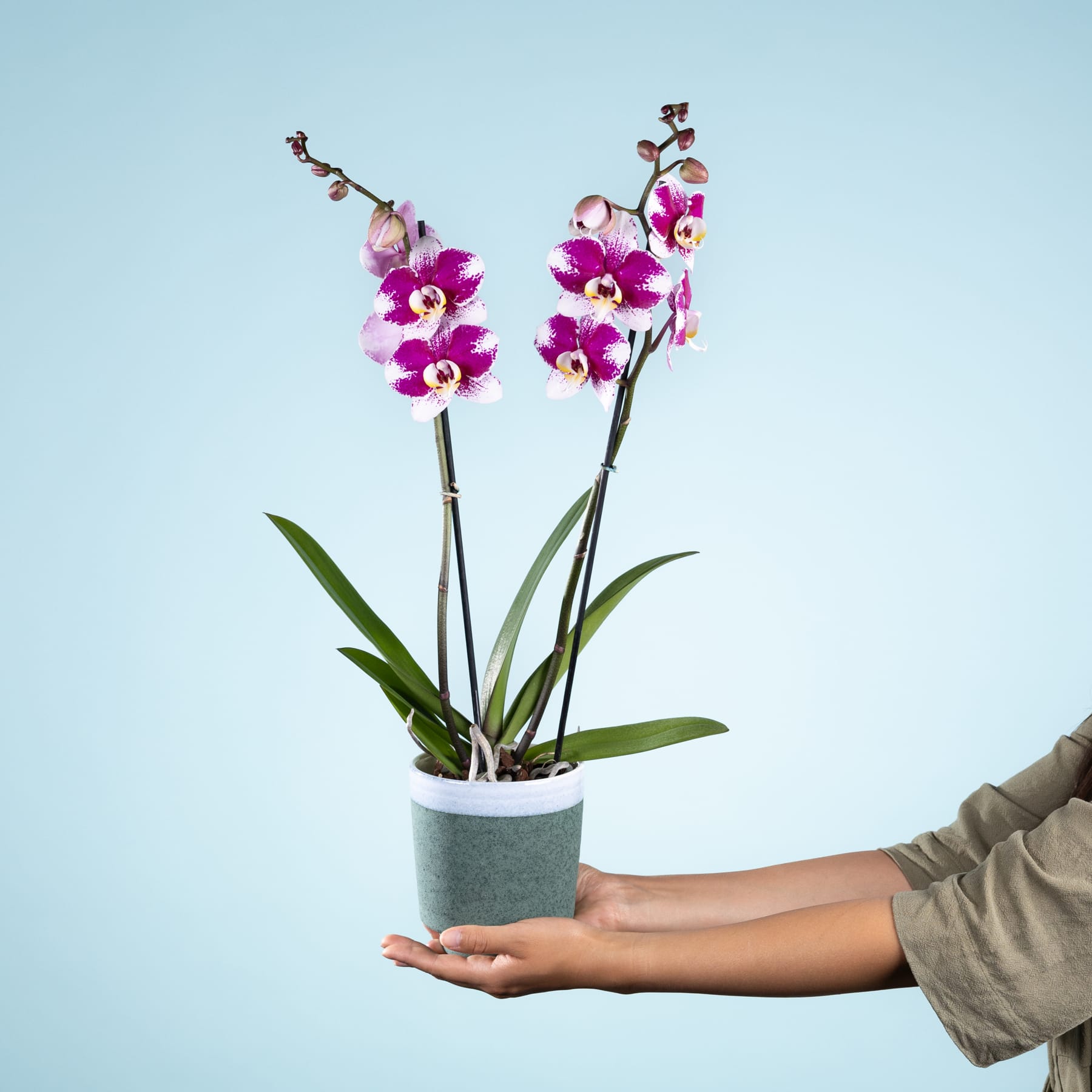 Eine Person hält vor einem schlichten blauen Hintergrund eine Orchidee im Topf mit leuchtend violetten und weißen Blüten in den Händen.