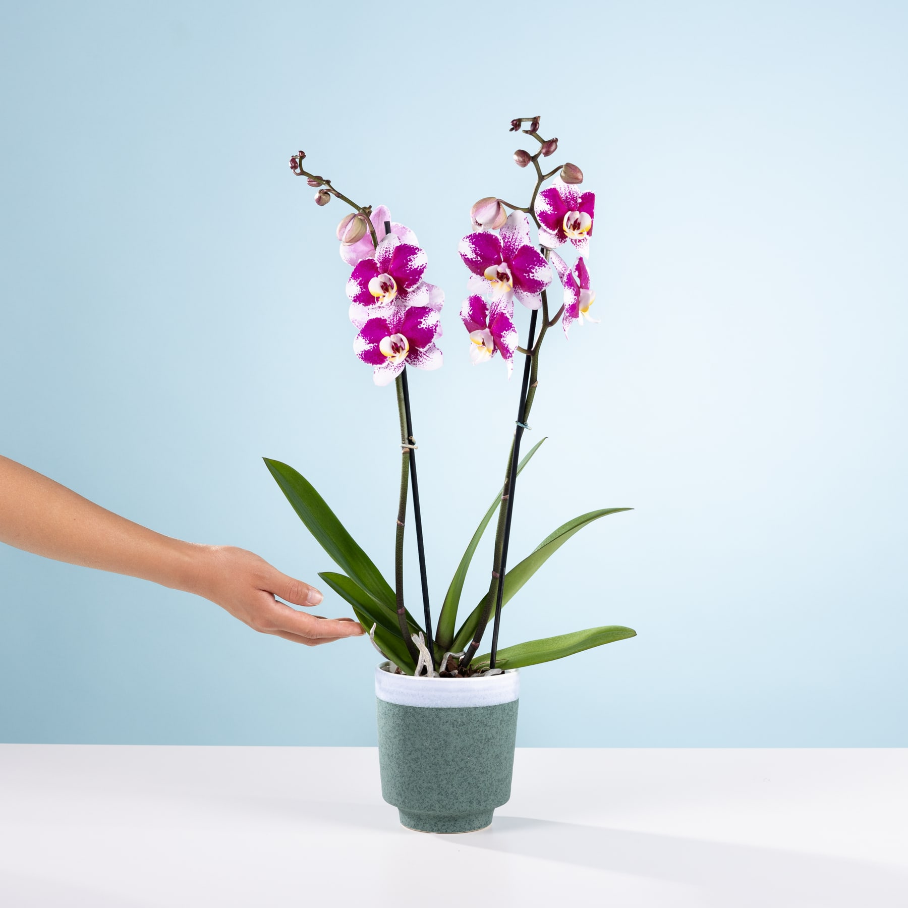 Das Bild zeigt eine Orchidee im Topf mit leuchtend violetten und rosa Blüten vor einem hellblauen Hintergrund, während eine Hand die Pflanze sanft berührt.
