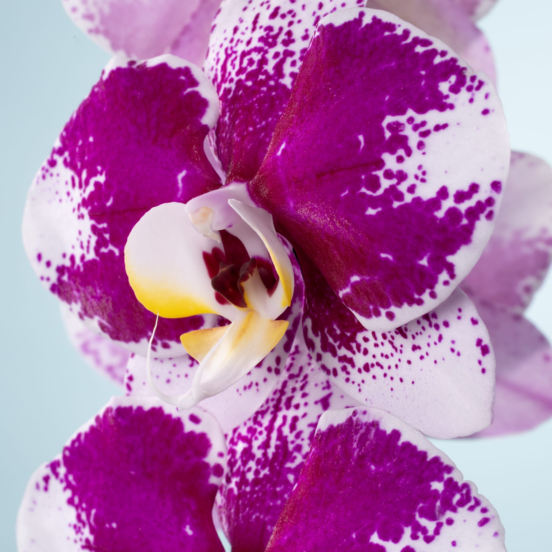 Leuchtend violette und weiße Orchideenblüten mit komplizierten Mustern und einer leuchtend gelben Mitte vor einem weichen, blassen Hintergrund.
