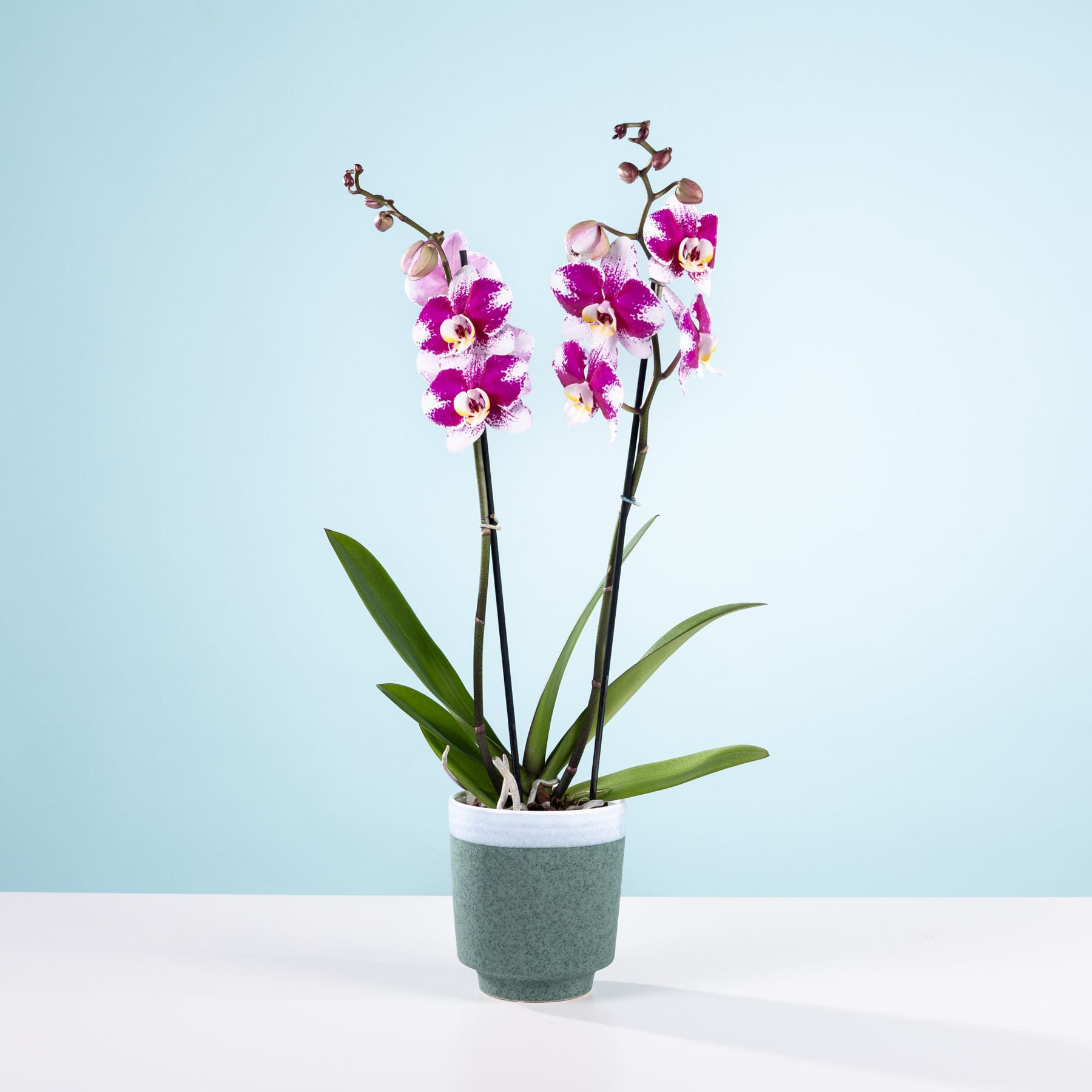 Eine Orchideenpflanze im Topf mit leuchtend violetten und rosa Blüten steht vor einem schlichten hellblauen Hintergrund.