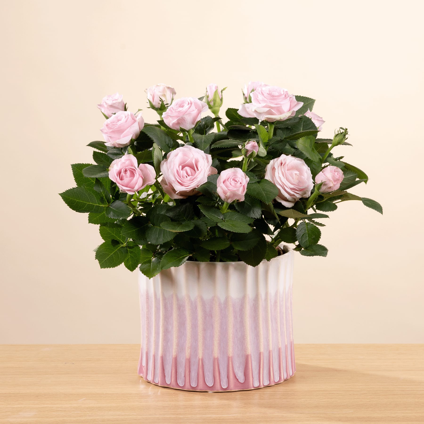Ein Strauß zartrosa Rosen steht in einer dekorativen weißen Vase auf einem Holztisch vor einem schlichten beigen Hintergrund.