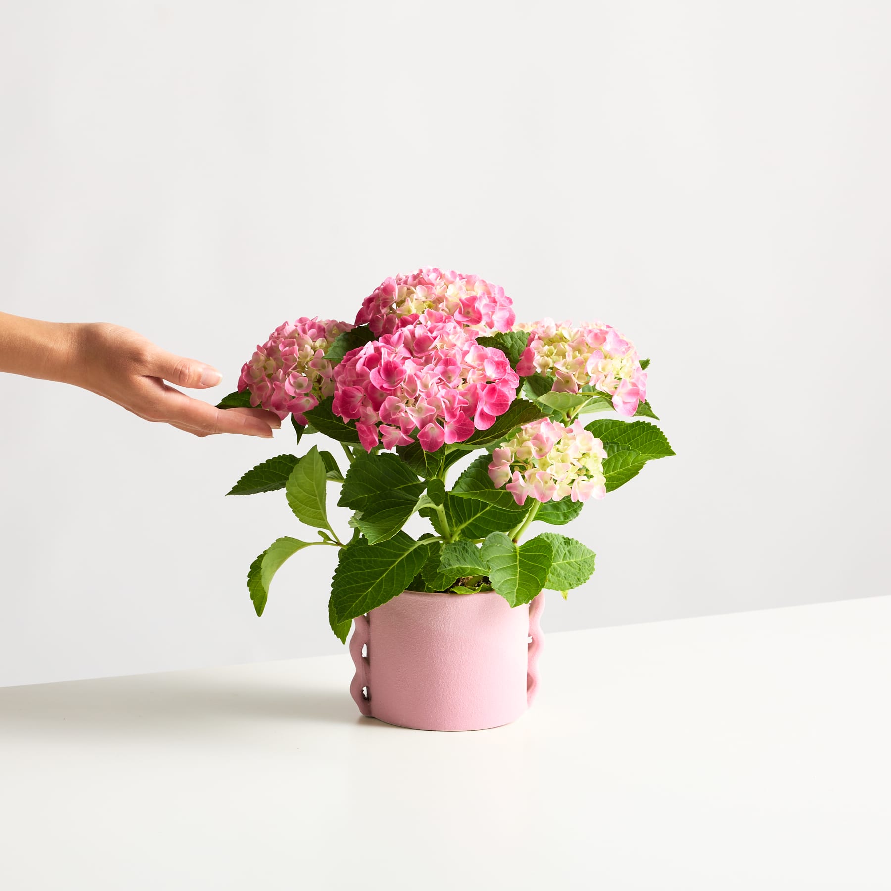 Ein leuchtender Strauß rosa und weißer Hortensienblüten in einem rosa Keramiktopf, von einer Hand gehalten, vor einem schlichten weißen Hintergrund.