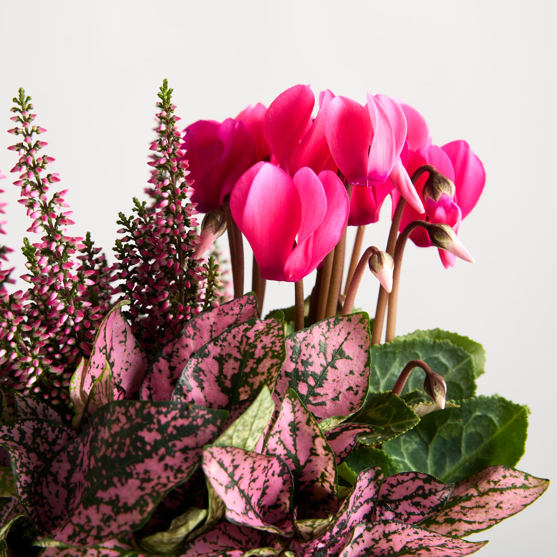 Leuchtend rosa Alpenveilchenblüten, umgeben von üppigem grünem Laub und violett gefärbten Blättern, vor einem schlichten weißen Hintergrund.