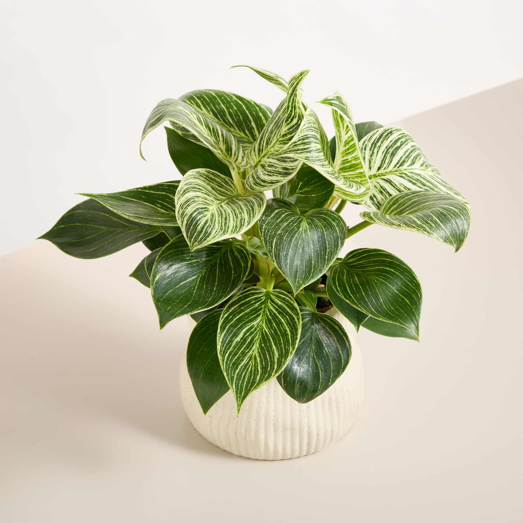 Eine üppige, grüne Zimmerpflanze mit großen, leuchtenden Blättern steht in einem weißen, strukturierten Keramiktopf vor einem schlichten, hellblauen Hintergrund.