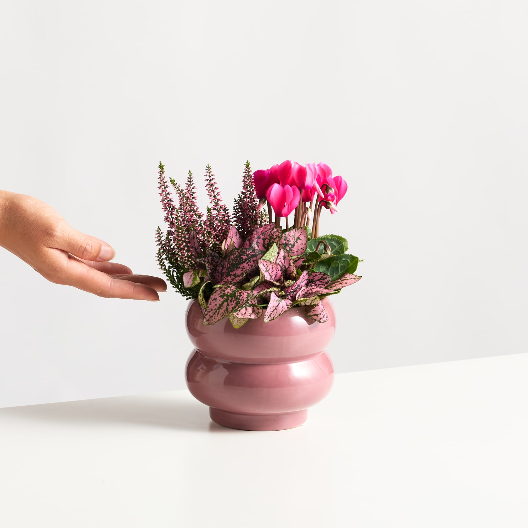 Eine Hand hält eine rosa Keramikvase, gefüllt mit leuchtend rosa Alpenveilchenblüten und lila Heidekraut vor einem schlichten weißen Hintergrund.