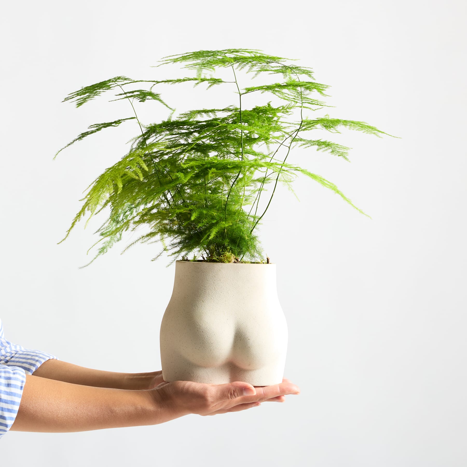Eine Hand hält eine Keramikvase mit einer üppigen, grünen Pflanze mit zarten, gefiederten Blättern vor einem schlichten weißen Hintergrund.