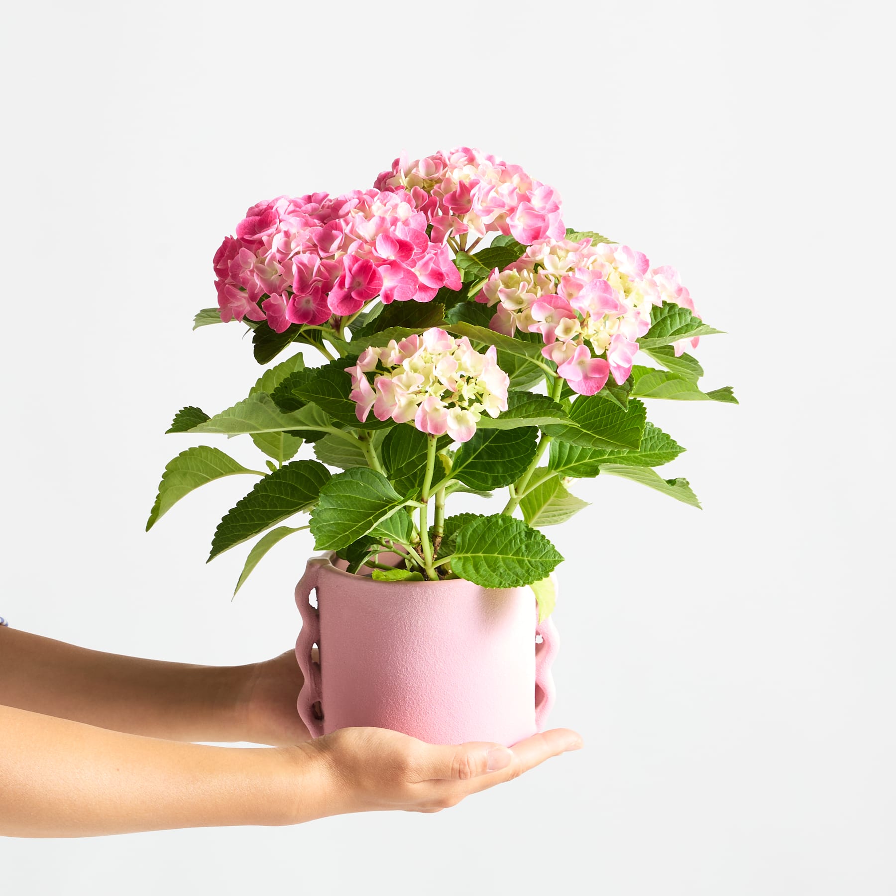 Eine Person hält vor einem schlichten weißen Hintergrund einen leuchtenden Strauß rosa und weißer Hortensienblüten in den Händen.