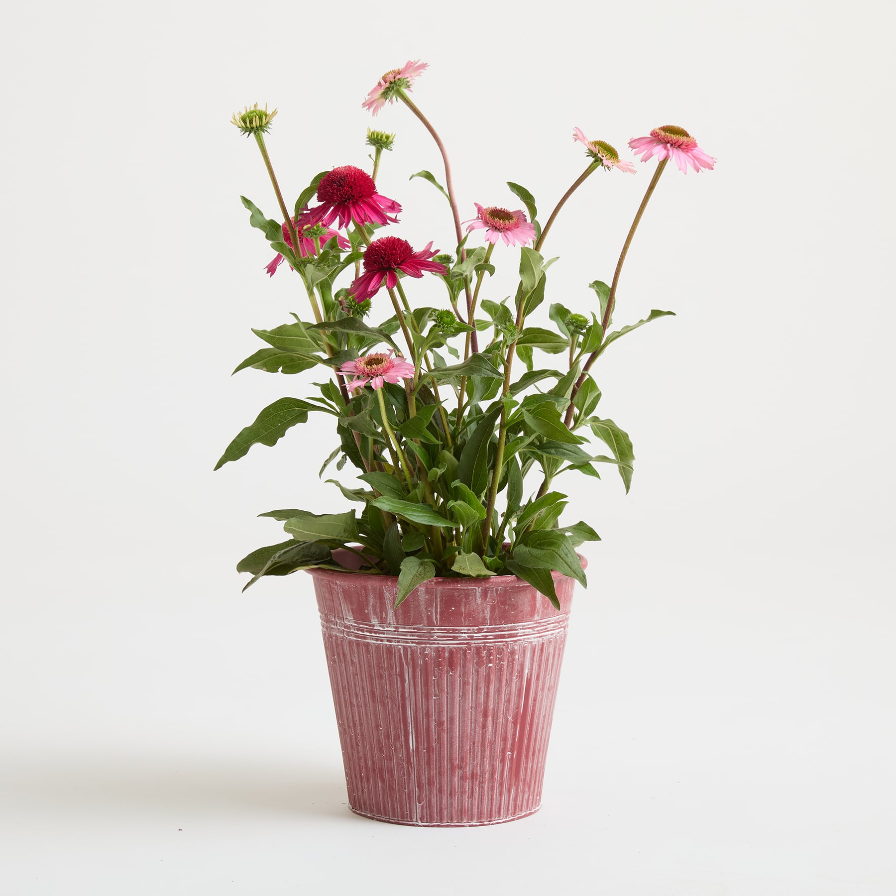 Ein farbenfroher Strauß rosa und roter, gänseblümchenartiger Blumen in einem rustikalen, rosa Keramiktopf im Used-Look steht vor einem schlichten weißen Hintergrund.