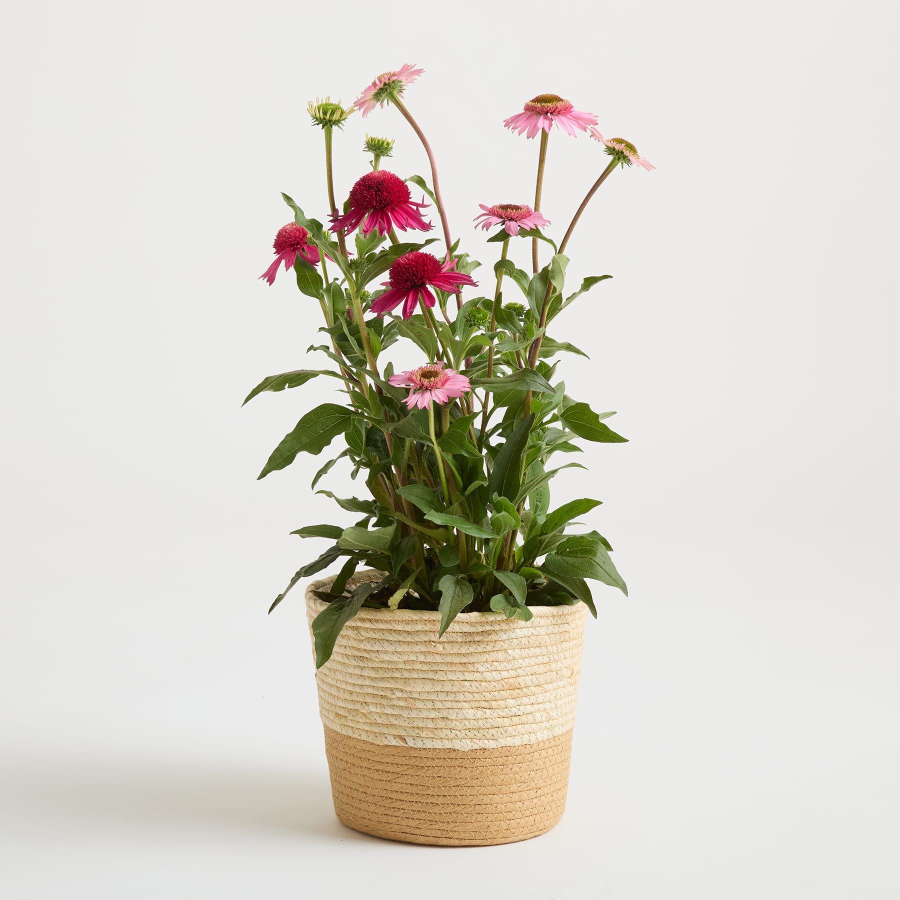 Ein leuchtender Strauß roter und rosa Echinacea-Blüten in einem geflochtenen Korb vor einem schlichten weißen Hintergrund.