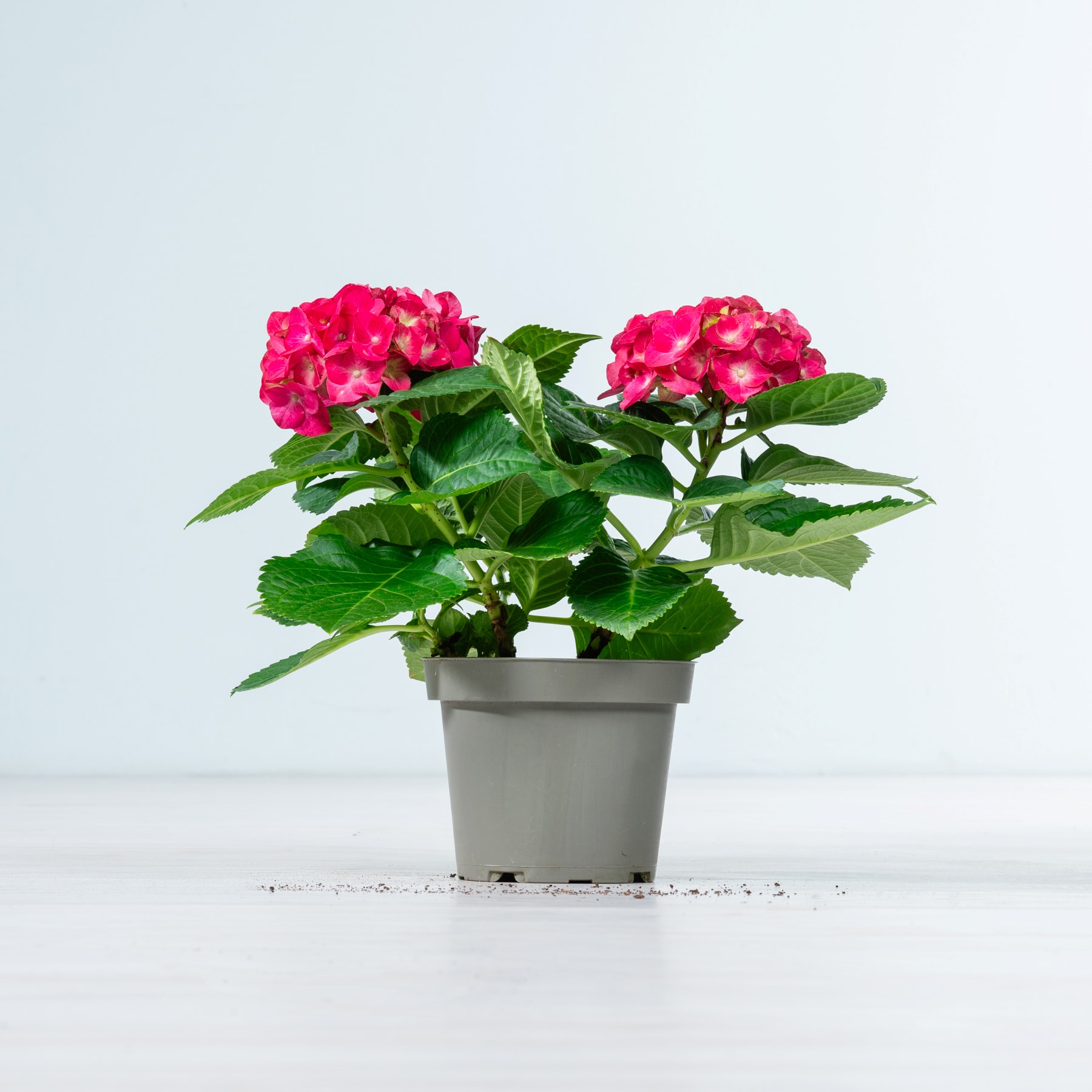 Das Bild zeigt eine Topfpflanze mit leuchtend roten Blüten und grünen Blättern vor einem schlichten weißen Hintergrund.