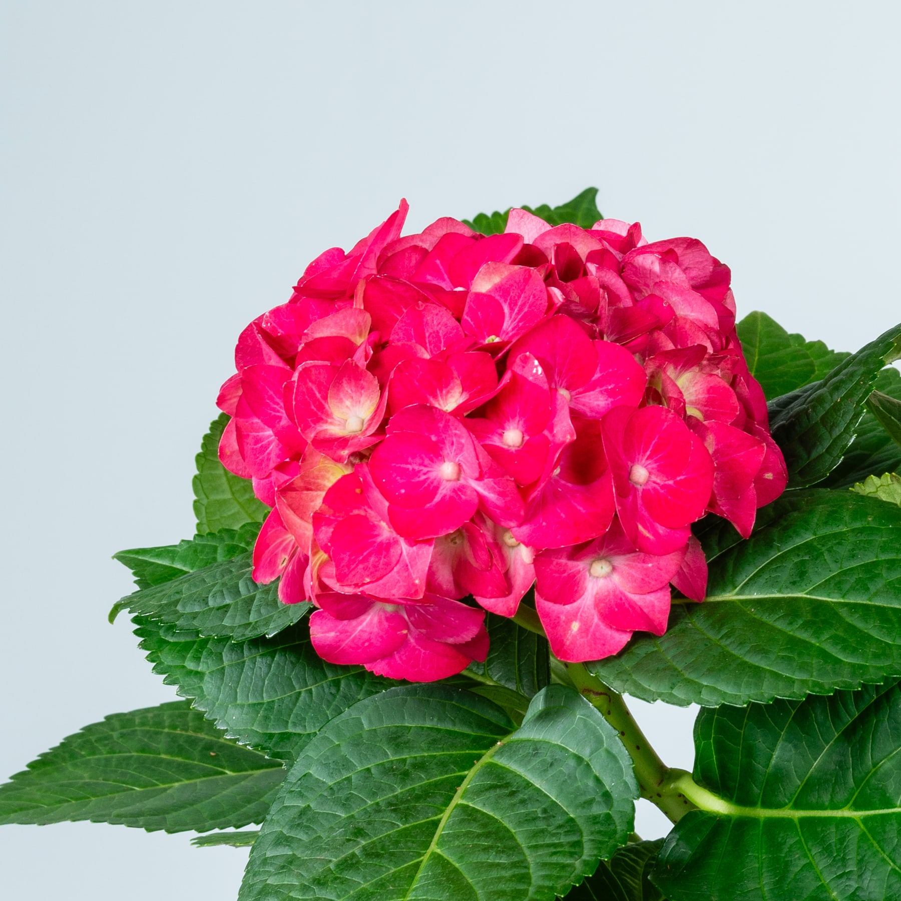 Eine leuchtend rosa Hortensienblüte mit üppigen grünen Blättern steht vor einem schlichten hellblauen Hintergrund.