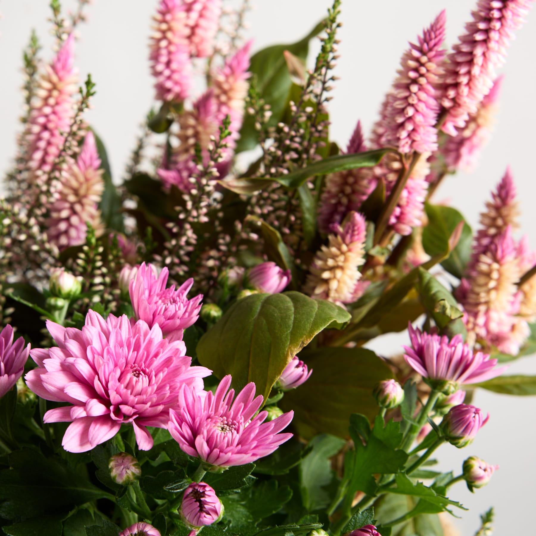 Ein farbenfroher Strauß rosa und violetter Blumen, darunter Chrysanthemen und andere Blüten, vor einem schlichten Hintergrund.