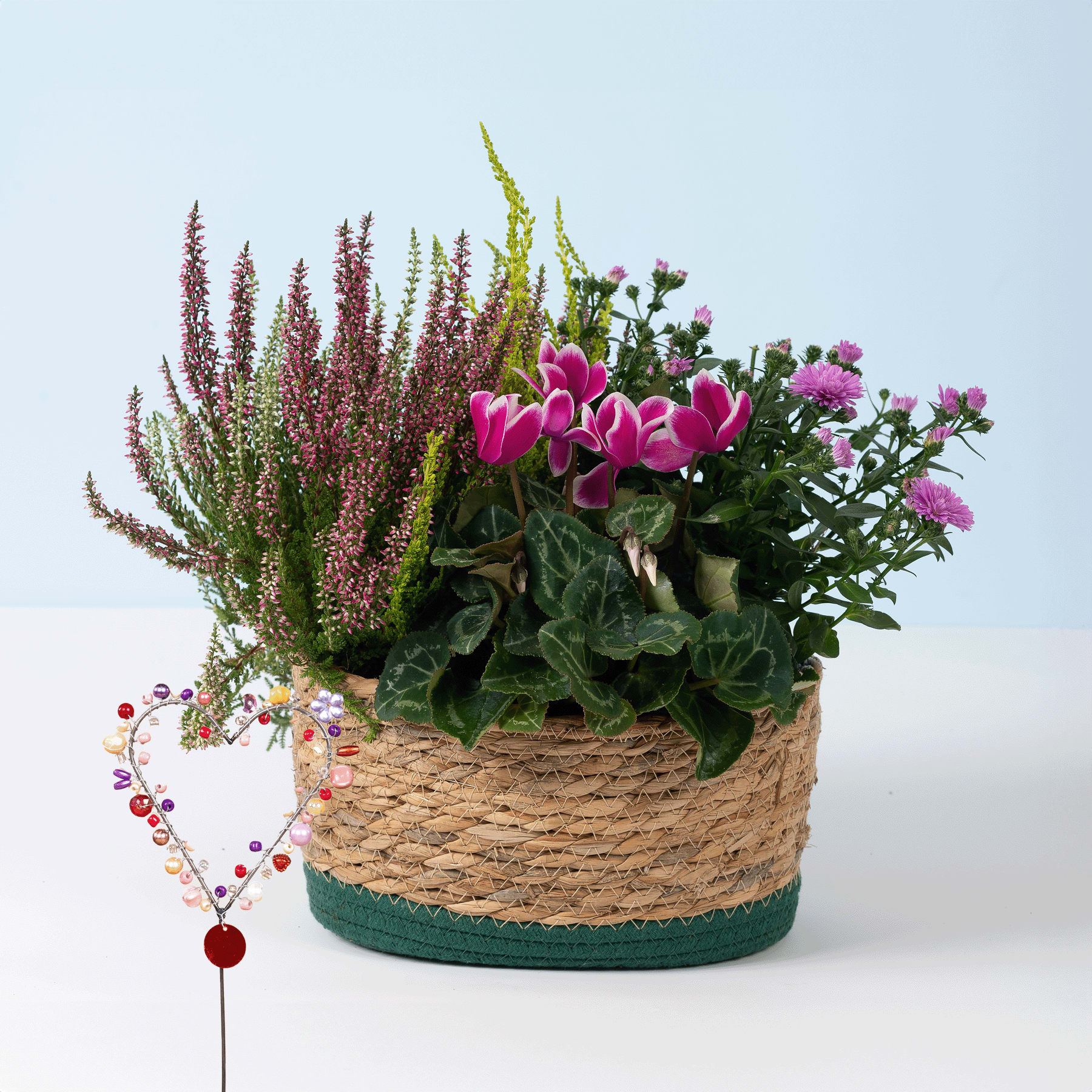 Ein geflochtener Korb, gefüllt mit einem farbenfrohen Arrangement verschiedener blühender Pflanzen, darunter lila Heidekraut und rosa Alpenveilchen, vor einem schlichten Hintergrund.